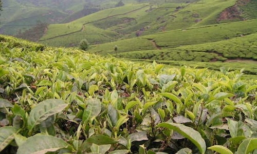 Piantagioni di t&egrave; Darjeeling nel Bengala Occidentale, India. Considerato il pi&ugrave; pregiato dei t&egrave; neri, &egrave; oggetto di grande attesa nei 3 principali periodi in cui &egrave; raccolto: tra marzo e aprile, maggio e giugno e in autunno (foto All about India)