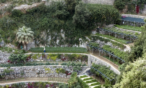 I terrazzamenti del San Pietro a Positano (Na)