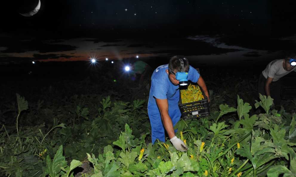 Spirito Contadino è l'azienda pugliese che coltiva le proprie verdure secondo rigorosi disciplinari, nel rispetto delle piante e del territorio e utilizzando rimedi naturali. E' anche attiva sul fronte della ricerca di nuove varietà