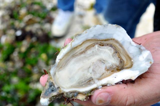 Alcuni allevatori continuano a preferire le ostriche naturali