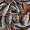 Variet&agrave; di pesce "di mangrovia" pescate nelle acque dello Sri Lanka: &egrave; l'equivalente del nostro "pesce di scoglio", formula che designa le specie pi&ugrave; pregiate. L'isola con capitale Colombo &egrave; molto interessante dal punto di vista ittico (foto Antonio Vasile)