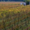 Villa Job&rsquo;s vineyards in Pozzuolo del Friuli (Ud), +39.0432.562555. A young Tuscan man, commuting between Milan the North-East, Alessandro Job (pronounced "iob") founded this winery 5 years ago, giving it almost immediately an organic focus