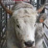 Il vitello di razza romagnola allevato con rigore dal Consorzio Il Magnifico della valle del Bidente nel Forlivese, 0543.960483. Un esemplare di 32 mesi e 9 quintali &egrave; finito tra le mani di cuochi coi fiocchi, in una cena studiata da Giacinto Rossetti, ex patron del Trigabolo di Argenta (Ferrara),&nbsp;alle Tenuta Pertinello di Galeata (Forl&igrave;-Cesena)