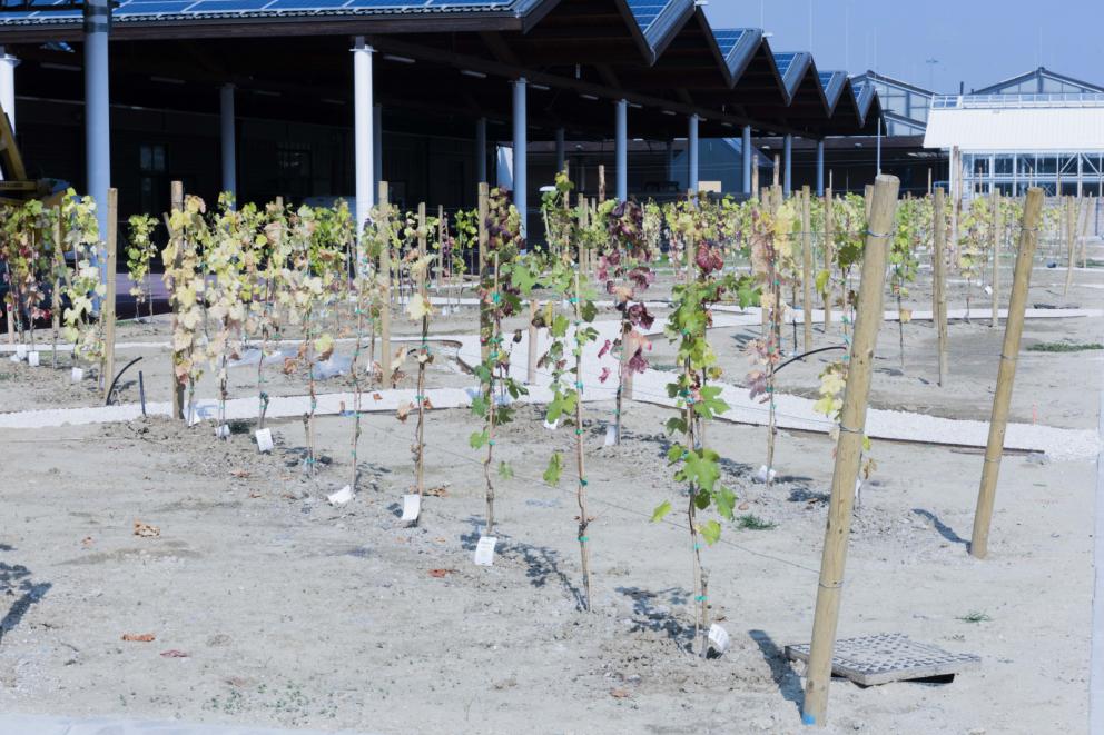 Galleria fotografica






La nostra gallery fotografica dal  FICO, la Fabbrica Italiana Contadina a Bologna. Tutti gli scatti sono di Brambilla-Serrani














































































































































































































