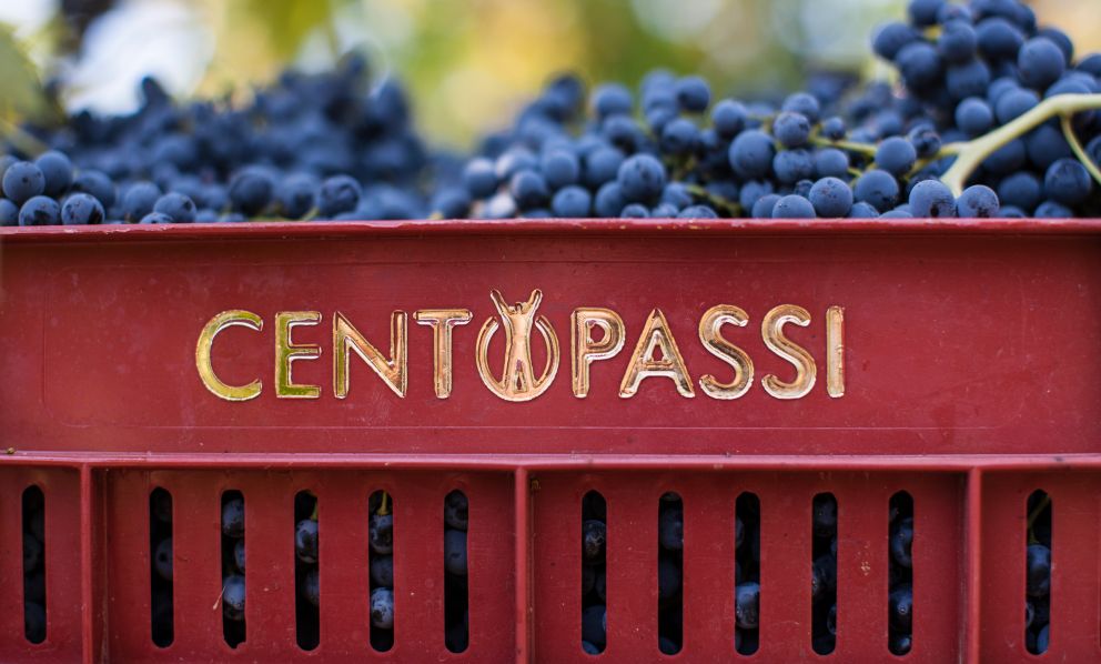 Centopassi, non solo un inno alla giustizia: vini di qualità e carattere