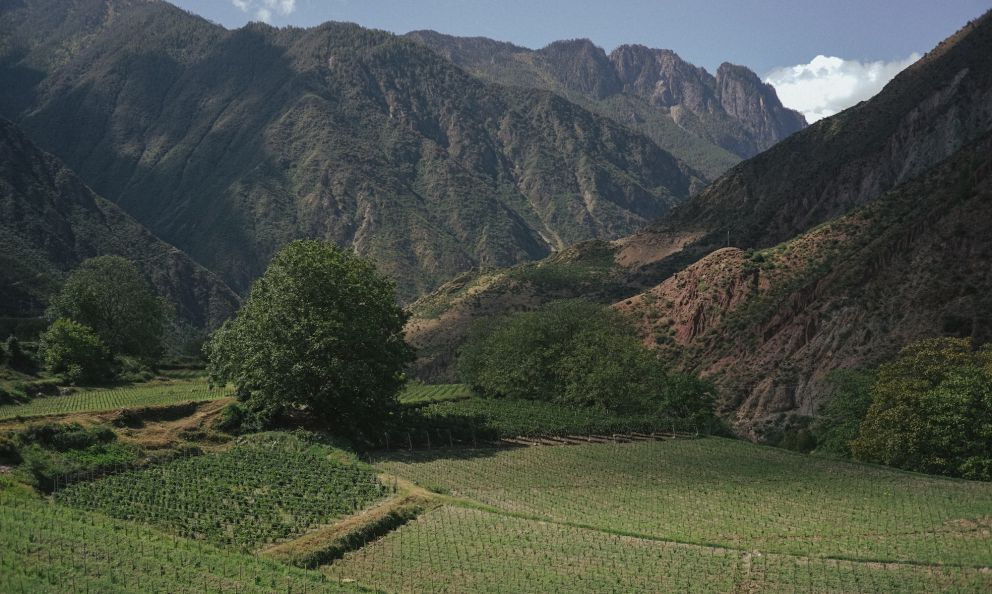 Ao Yun, il vino cinese che nasce all'ombra dell’Himalaya