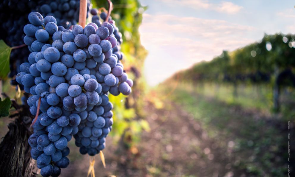 Scacciadiavoli, l’eleganza del Sagrantino