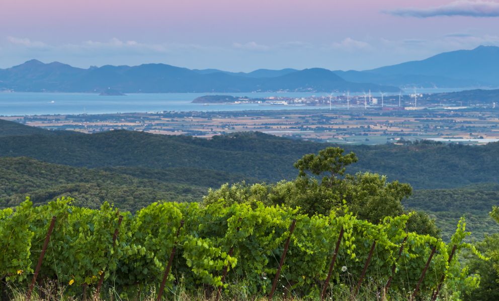 Montebamboli, come cresce il progetto di Petra sulla Costa Toscana