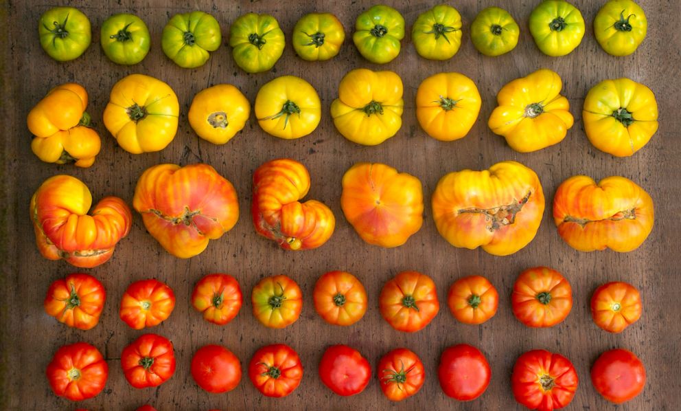 Ode al pomodoro: in Sudamerica è migliore, in Italia perfetto. Report dalla Fiesta del Tomate del Don Julio