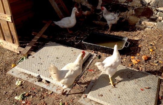 Galleria fotografica






Un'installazione eloquente al primo piano di Casa Puddu. La struttura in cui è inserito il ristorante ospita al primo piano una serie (molto mutevole) di opere d'arte di giovani artisti








La cantina dei vini del S'Apposentu ospita anche un numero notevole di forme di formaggio di varie stagionature (pecorino, soprattutto)








L'orto inserito nel complesso di Casa Puddu. E' il vero regno di Roberto Petza, che troverete molto abbronzato non certo perché se ne va al mare: trascorre ore a curare ortaggi e germogli da lui stesso piantati








Casa Puddu dall'esterno. Il complesso, risalente a inizio Novecento e ristrutturato di recente, offre un bell'esempio di liberty sardo (anzi campidanese, anzi della Marmilla) 





