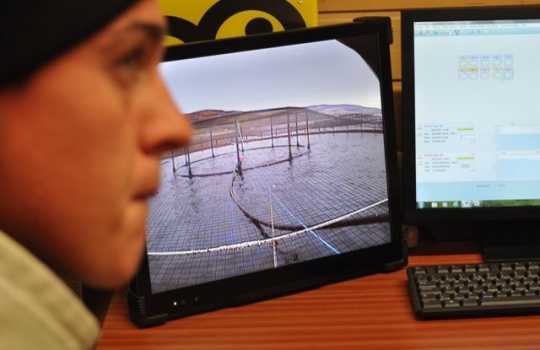 Galleria fotografica






Scozia, regione di Argyle, sud-ovest del Paese








Loch Fyne è il fiordo più noto di Argyle e anche il più lungo del Paese. Loch in gaelico significa "lago", fyne "fiordo"








Nei dintorni, colline dolci, larici, pini e abeti








Al largo si scorgono delle gabbie di acquacoltura








Disinfettare bene i piedi prima di salire sulla chiatta








Sulla chiatta, verso le gabbie dei salmoni








L’acqua in cui sguazzano i salmoni è pulita, filtrata, ricca di sali minerali








Ecco la gabbia: sono una decina in tutto, di larghezza variabile, profonde fino a 28 metri








Nuotano in circolo 30mila salmoni per gabbia. Ogni esemplare ha a disposizione 98,5 litri d’acqua per ogni chilo e mezzo di peso, uno dei più elevati del Paese








Ecco il salmone! Sono esemplari nati da uova di salmoni-riproduttori, pescati in mare e mantenuti in cattività nelle avannotterie








Al largo, accanto alle gabbie, c'è anche la base che monitora costantemente i pesci e la distribuzione (automatica) del cibo. Mangime non Ogm selezionato, integrato da proteine di origine vegetale che riducono l’utilizzo di fauna ittica utilizzata per produrre farine di pesce





