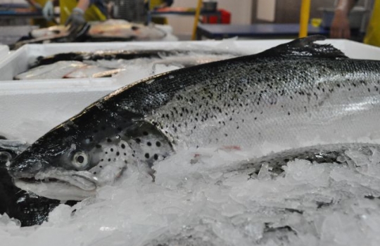 Galleria fotografica






Scozia, regione di Argyle, sud-ovest del Paese








Loch Fyne è il fiordo più noto di Argyle e anche il più lungo del Paese. Loch in gaelico significa "lago", fyne "fiordo"








Nei dintorni, colline dolci, larici, pini e abeti








Al largo si scorgono delle gabbie di acquacoltura








Disinfettare bene i piedi prima di salire sulla chiatta








Sulla chiatta, verso le gabbie dei salmoni








L’acqua in cui sguazzano i salmoni è pulita, filtrata, ricca di sali minerali








Ecco la gabbia: sono una decina in tutto, di larghezza variabile, profonde fino a 28 metri








Nuotano in circolo 30mila salmoni per gabbia. Ogni esemplare ha a disposizione 98,5 litri d’acqua per ogni chilo e mezzo di peso, uno dei più elevati del Paese








Ecco il salmone! Sono esemplari nati da uova di salmoni-riproduttori, pescati in mare e mantenuti in cattività nelle avannotterie








Al largo, accanto alle gabbie, c'è anche la base che monitora costantemente i pesci e la distribuzione (automatica) del cibo. Mangime non Ogm selezionato, integrato da proteine di origine vegetale che riducono l’utilizzo di fauna ittica utilizzata per produrre farine di pesce










