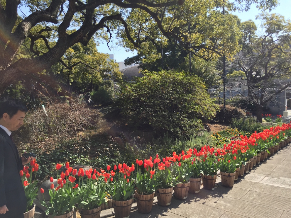 Galleria fotograficaKobe, un milione e mezzo di abitanti, &egrave; la capitale tranquilla della prefettura giapponese di Hyogo, a sua volta inserita nella macro-regione di Kansai, raggiungibile dall&rsquo;aeroporto internazionale di Osaka. Kobe dista da Osaka un&rsquo;oretta di macchina e 23 minuti di Shinkansen, i treni ad alta velocit&agrave; del Giappone. La tratta Kobe-Tokyo, circa 550 chilometri, si percorre in appena 2 ore e mezza
La prefettura di Hyogo - divisa nelle 4 province di Settsu (Kobe), Harima, Tamba e Tajima - unisce due coste: il mare del Giappone e il mare di Seto nel Pacifico a sud. Il suo simbolo &egrave; il castello di Himeji, patrimonio mondiale dell&rsquo;umanit&agrave; Unesco, eretto nel 1601. Tra poche settimane, tutt&rsquo;attorno, cominceranno a fiorire i ciliegi, uno spettacolo molto atteso&nbsp;(foto&nbsp;dronestagr.am)
La fama di Kobe accrebbe nel 1868 quando venne aperto il porto, che oggi dialoga con 500 altri porti di 130 paesi nel mondo. &Egrave; una tappa popolare per le navi da crociera. Kobe &egrave; un centro importante per le industrie pesanti e l&rsquo;acciaio: tra le altre, Kawasaki, Mitsubishi e Toshiba (foto seanews)

&nbsp;
Uno dei poli&nbsp;gastronomici pi&ugrave; vivaci di Kobe &egrave; sotterraneo, nel centro commerciale di Sogo. Decine di isole curatissime, con prodotti gastronomici di ogni genere. In primis, esercizi di patisserie e chocolaterie, una replica perfetta dei modelli francesi
Il pane &egrave; un simbolo importante per la gastronomia di Kobe, per i locali e per gli expat, circa 40mila residenti da tutto il mondo
I macaron, molto popolari nella Kobe bene
Passiamo alle meraviglie della gastronomia giapponese autentica: sempre sotto al centro commerciale Sogo, drappi di tessuto tinti con ideogrammi nascondono gli ingressi di piccole tavole a conduzione familiare, come questo teppanyiaki. Quattro tavoli in tutto, ognuno con piastra, per arroventarsi qualsiasi cosa. Nel nostro caso, soba meshi (noodle fritti con carne) e okonomiyaki, sorta di frittata. Vietato indossare maglioni pregiati
Nel centro di Kobe spunta anche una vivace Chinatown. Sono forti i legami commerciali tra la citt&agrave; giapponese e l&rsquo;isola cinese (con ambizioni irredentiste) di Taiwan
Le relazioni tra Kobe e Taiwan si sono rafforzate anche per un tragico destino comune: le calamit&agrave; naturali. Il terremoto di Kobe del 17 gennaio 1995 provoc&ograve; 6.400 vittime e 40mila feriti, danneggiando oltre 240mila palazzi. Nella foto, la prima sede del ristorante di cucina tradizionale Matsunoya dopo il sisma
Il ristorante Matsunoya &egrave; rinato in una nuova sede. Gli abbiamo dedicato un post
La chiusura del menu kaiseki del Matsunoya: t&egrave; matcha frullato per qualche secondo con canne di bamb&ugrave;, una preparazione molto popolare
Siamo accolti nel quartier generale della prefettura di Hyogo dal governatore in persona, il signor Toshizo Ido (nella foto, a destra). &laquo;Volevamo ringraziarvi anche per la nostra formidabile&nbsp;esperienza all&rsquo;Expo&raquo;, ci ha detto
