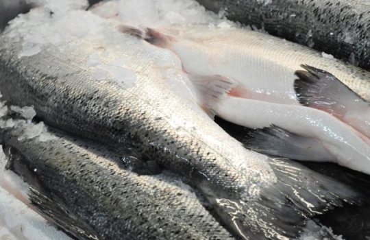Galleria fotografica






Scozia, regione di Argyle, sud-ovest del Paese








Loch Fyne è il fiordo più noto di Argyle e anche il più lungo del Paese. Loch in gaelico significa "lago", fyne "fiordo"








Nei dintorni, colline dolci, larici, pini e abeti








Al largo si scorgono delle gabbie di acquacoltura








Disinfettare bene i piedi prima di salire sulla chiatta








Sulla chiatta, verso le gabbie dei salmoni








L’acqua in cui sguazzano i salmoni è pulita, filtrata, ricca di sali minerali








Ecco la gabbia: sono una decina in tutto, di larghezza variabile, profonde fino a 28 metri








Nuotano in circolo 30mila salmoni per gabbia. Ogni esemplare ha a disposizione 98,5 litri d’acqua per ogni chilo e mezzo di peso, uno dei più elevati del Paese








Ecco il salmone! Sono esemplari nati da uova di salmoni-riproduttori, pescati in mare e mantenuti in cattività nelle avannotterie








Al largo, accanto alle gabbie, c'è anche la base che monitora costantemente i pesci e la distribuzione (automatica) del cibo. Mangime non Ogm selezionato, integrato da proteine di origine vegetale che riducono l’utilizzo di fauna ittica utilizzata per produrre farine di pesce













Raggiunti i 3-4 anni d'età - cioè il peso di 4-6 chili, toccato in circa 8-900 giorni di acquacoltura, dei quali metà passati in acqua dolce e metà in acqua salata, per assecondare il loro istinto naturale - i salmoni vengono pescati e immediatamente riposti nel ghiaccio, accorgimento fondamentale per mantenere rigida la carne





