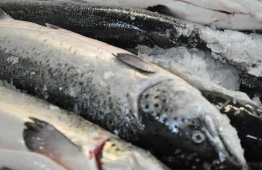 Galleria fotografica






Scozia, regione di Argyle, sud-ovest del Paese








Loch Fyne è il fiordo più noto di Argyle e anche il più lungo del Paese. Loch in gaelico significa "lago", fyne "fiordo"








Nei dintorni, colline dolci, larici, pini e abeti








Al largo si scorgono delle gabbie di acquacoltura








Disinfettare bene i piedi prima di salire sulla chiatta








Sulla chiatta, verso le gabbie dei salmoni








L’acqua in cui sguazzano i salmoni è pulita, filtrata, ricca di sali minerali








Ecco la gabbia: sono una decina in tutto, di larghezza variabile, profonde fino a 28 metri








Nuotano in circolo 30mila salmoni per gabbia. Ogni esemplare ha a disposizione 98,5 litri d’acqua per ogni chilo e mezzo di peso, uno dei più elevati del Paese








Ecco il salmone! Sono esemplari nati da uova di salmoni-riproduttori, pescati in mare e mantenuti in cattività nelle avannotterie








Al largo, accanto alle gabbie, c'è anche la base che monitora costantemente i pesci e la distribuzione (automatica) del cibo. Mangime non Ogm selezionato, integrato da proteine di origine vegetale che riducono l’utilizzo di fauna ittica utilizzata per produrre farine di pesce













Raggiunti i 3-4 anni d'età - cioè il peso di 4-6 chili, toccato in circa 8-900 giorni di acquacoltura, dei quali metà passati in acqua dolce e metà in acqua salata, per assecondare il loro istinto naturale - i salmoni vengono pescati e immediatamente riposti nel ghiaccio, accorgimento fondamentale per mantenere rigida la carne








Le lavorazioni successive vengono effettuate entro e non oltre le 15 ore dalla pesca, nel laboratorio di Cairndow, il quartier generale di Loch Fyne a un passo dalle stesse acque in cui nuotano i salmoni





