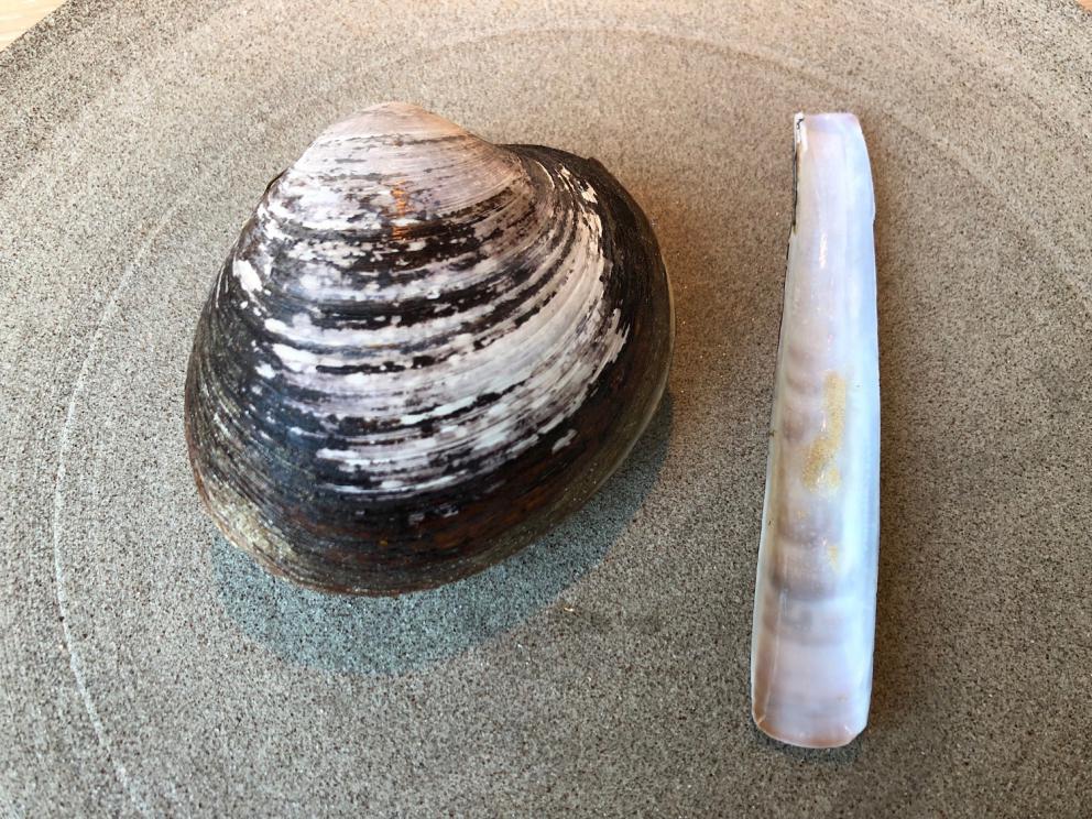 Photogallery






Noma 2.0 is in Christianshavn, the same neighbourhood as the first Noma. They’re 1.5 km apart, a 15 minutes’ walk. This picture shows the distance: to the right, there’s the warehouse of the old location (in Strandgade 93), to the left the smokestacks of Amager Bakke, the futuristic incinerator below which stands the new Noma (in Refshalevej 96)









Weather permitting, you can have a peaceful walk between the previous Noma to today’s Noma 









The new Noma is on an isthmus surrounded by canals. In the future they also want to reclaim some small parts for hydroponic farming









Bucolic scene with incinerator









Bikes left outside Noma. It’s the favourite means of transport among employees and interns









The long path taking you to the restaurant. The fence on the left shows how works are still in progress









On the two sides of the path there are the two new sections of the "Noma village", each with its specialty: grill, hot dishes, snacks, fermentations... In one month’s time, behind the fence we’ll have greenhouses, the test kitchen and the bread making area









To the left, before arriving at the restaurant, the future test kitchen. This will be run by Danish Mette Søberg with Riccardo Canella. "My first challenge?", reveals the latter, for a long time sous chef here, "is to work on the extraction of essential oils" 









The future Test Kitchen









The temporary gangway to the restaurant









Looking from the door to the restaurant, there’s a lake and the smokestacks puffing vapour from the Amager Bakke incinerator. It’s a futuristic project, both in terms of sustainability and architecture. It’s also known as Amager Slope or Copenhill, and its author is starchitect Bjarke Ingels, the same who designed the new Noma. Gradually opened in 2017, it transforms waste into electricity. The goal is to donate electricity to 62500 houses and hot water to 160000. It’s part of an ambitious project to transform Copenhagen into the first city in the world in terms of zero carbon dioxide emissions by 2025. By autumn this year, Amager Slope should open its ski slope, a climbing wall and a hiking track. You’ll be able to slalom on top of the incinerator









The windows from the dining room









Work is still in progress (photo taken on Thursday 22nd February 2018)









Traces of the old building, with barbwire. During WWII, they built bombs here









A view of the dining room at night (photo from Instagram/James Spreadbury)









The entrance to the restaurant









The usual ritual: a welcome from the entire staff, led by Rene Redzepi 









Behind the entrance, there are formaldehyde tanks with creatures from the abyss, shaped as in Damien Hirst’s works. The first image once you’re inside is to reproduce a Scandinavian village









The service kitchen is larger, more spacious and a completely open view from the dining room: "It’s the heart of our Scandinavian village", says Canella. There are 30 cooks working here now. 10 more, compared to the previous Noma









Large skylights above the cooks









There are currently more than 100 people working at Noma, of whom 63 are cooks - 26 employed, and 37 as interns









There’s fire in the kitchen, for the first time









On average, the dining room can host 40 people. "However", complains Redzepi, "there’s always someone who turns up with more people than the ones booked"









While the dining room is set, the outside space still need to be defined









The staff made the dining room decorations. There are no overly expensive designer objects









Dried fish









Seaweeds hanging from the ceiling









Dried octopus heads preserved in salt (with a balloon inside)














Bjarke Ingels and Redzepi’s plan included the wish to recreate a Danish farm









The luminous private dining room









The counter in the dining room. They drew the beams from the canals around the restaurant














The mise en place, bare and strictly without tablecloths









Water jug, candle, flower vase









A warm cloth, to begin with









Australian James Spreadbury, restaurant manager and partner at Noma









Welcome drink: Champagne extra brut Blanc d'Argile from Domaine Vouette et Sorbée









Sea Snail broth. The welcome dish at Noma is, as usual, a hot “soup”









Stefano Ferrano, from Torino, presents the following dish. There’s always a large Italian colony at Noma









Venus clams. Molluscs from Limfjord (Denmark) mixed with decorative clams, typical of Noma. Beside them, shells with blackcurrant oil and “Danish curry”, made with toasted coriander seeds, fennel and fennel seeds









The lid above the following dish. The mussels are not edible









Best of the mussel. Mussels open in a pan with water of fermented barley. «We recreate the mussel», says Canella, «using just the flaps, the best part». The paste is made with scraps from the mussel, cooked in smoked butter









The next dish is conceived and served by Riccardo Canella, the Paduan sous chef who conquered Redzepi, here with dining room intern Feline Hansen









Dried fruits and shrimps. In this case, the heads are not a decoration, but you must suck them –best not eat them because of the bones: they’re filled with a lovely prawn cream. The small crustaceans are still alive when they arrive on a ship straight from the Norwegian fjords









Inside, under the prawn broth skin, there’s fruits and vegetable preserved from the previous summer with raw prawns and gooseberry sauce with blackcurrant oil









How about beverages? There are three options, as usual: wine pairing (6 glasses plus a beer plus sake, 150 euros), juice pairing (juices and extracts, 110 euros) or a choice from the list. They recommend Champagne Chut... Libre from Val'Frison pour Dominique Derain, 50% Pinot Noir, 50% Chardonnay created by a couple who met at the old Noma. Well bodied, it will be a good match throughout the meal









As usual, the wine list starts with Champagne: the cheapest is 1400 crowns (190 euros)









White wines begin with labels from cold climates: first Austria, increasingly popular for its natural wines, then Germany, then all the others









How about Italy? Few names, among the white wines, from North and South









A dozen red/orange wines









Sea star, that is to say Cured trout roe and eggs, the emblem dish of this new era. They recommend moving the teaspoon from the heart to the edges of the tentacles. Aesthetics win over taste









Jellyfish. The jellyfish gel in the middle is in fact a clarified broth of calamari and recalls the texture of jellyfish. "We tried to cook jellyfish in 300 different ways but none was convincing so far". All around, pickled seaweed. The gel is almost tasteless, it serves to clean the palate after the pickles









Rene Redzepi himself presents the content of the first Seafood platter.









French style service with a small plate below for the empty shells









It’s made of two (per two) pieces: queen clam and mahogany clam









The Queen Clam is a very small variety of Norwegian scallop, seasoned with a vegetal reduction made with cucumber and peas miso. The red tip is the coral. "You should eat it using the top shell ", recommends Redzepi






