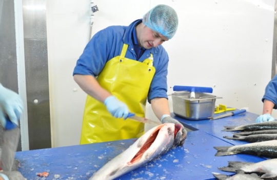 Galleria fotografica






Scozia, regione di Argyle, sud-ovest del Paese








Loch Fyne è il fiordo più noto di Argyle e anche il più lungo del Paese. Loch in gaelico significa "lago", fyne "fiordo"








Nei dintorni, colline dolci, larici, pini e abeti








Al largo si scorgono delle gabbie di acquacoltura








Disinfettare bene i piedi prima di salire sulla chiatta








Sulla chiatta, verso le gabbie dei salmoni








L’acqua in cui sguazzano i salmoni è pulita, filtrata, ricca di sali minerali








Ecco la gabbia: sono una decina in tutto, di larghezza variabile, profonde fino a 28 metri








Nuotano in circolo 30mila salmoni per gabbia. Ogni esemplare ha a disposizione 98,5 litri d’acqua per ogni chilo e mezzo di peso, uno dei più elevati del Paese








Ecco il salmone! Sono esemplari nati da uova di salmoni-riproduttori, pescati in mare e mantenuti in cattività nelle avannotterie








Al largo, accanto alle gabbie, c'è anche la base che monitora costantemente i pesci e la distribuzione (automatica) del cibo. Mangime non Ogm selezionato, integrato da proteine di origine vegetale che riducono l’utilizzo di fauna ittica utilizzata per produrre farine di pesce













Raggiunti i 3-4 anni d'età - cioè il peso di 4-6 chili, toccato in circa 8-900 giorni di acquacoltura, dei quali metà passati in acqua dolce e metà in acqua salata, per assecondare il loro istinto naturale - i salmoni vengono pescati e immediatamente riposti nel ghiaccio, accorgimento fondamentale per mantenere rigida la carne








Le lavorazioni successive vengono effettuate entro e non oltre le 15 ore dalla pesca, nel laboratorio di Cairndow, il quartier generale di Loch Fyne a un passo dalle stesse acque in cui nuotano i salmoni








I salmoni sono lavati con la stessa acqua in cui hanno nuotato fino a poco prima





