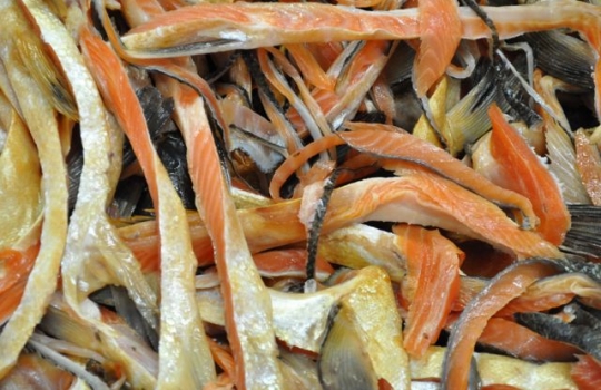 Galleria fotografica






Scozia, regione di Argyle, sud-ovest del Paese








Loch Fyne è il fiordo più noto di Argyle e anche il più lungo del Paese. Loch in gaelico significa "lago", fyne "fiordo"








Nei dintorni, colline dolci, larici, pini e abeti








Al largo si scorgono delle gabbie di acquacoltura








Disinfettare bene i piedi prima di salire sulla chiatta








Sulla chiatta, verso le gabbie dei salmoni








L’acqua in cui sguazzano i salmoni è pulita, filtrata, ricca di sali minerali








Ecco la gabbia: sono una decina in tutto, di larghezza variabile, profonde fino a 28 metri








Nuotano in circolo 30mila salmoni per gabbia. Ogni esemplare ha a disposizione 98,5 litri d’acqua per ogni chilo e mezzo di peso, uno dei più elevati del Paese








Ecco il salmone! Sono esemplari nati da uova di salmoni-riproduttori, pescati in mare e mantenuti in cattività nelle avannotterie








Al largo, accanto alle gabbie, c'è anche la base che monitora costantemente i pesci e la distribuzione (automatica) del cibo. Mangime non Ogm selezionato, integrato da proteine di origine vegetale che riducono l’utilizzo di fauna ittica utilizzata per produrre farine di pesce













Raggiunti i 3-4 anni d'età - cioè il peso di 4-6 chili, toccato in circa 8-900 giorni di acquacoltura, dei quali metà passati in acqua dolce e metà in acqua salata, per assecondare il loro istinto naturale - i salmoni vengono pescati e immediatamente riposti nel ghiaccio, accorgimento fondamentale per mantenere rigida la carne








Le lavorazioni successive vengono effettuate entro e non oltre le 15 ore dalla pesca, nel laboratorio di Cairndow, il quartier generale di Loch Fyne a un passo dalle stesse acque in cui nuotano i salmoni








I salmoni sono lavati con la stessa acqua in cui hanno nuotato fino a poco prima








E poi decapitati, spinati e sfilettati a mano















