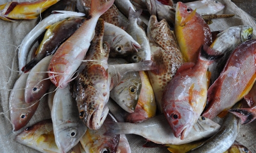 Image result for pesci pescati
