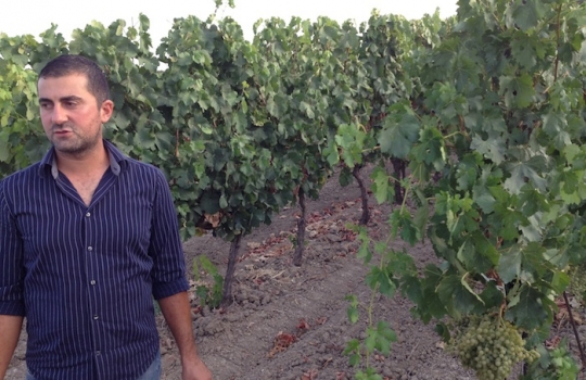 Galleria fotografica






Un'installazione eloquente al primo piano di Casa Puddu. La struttura in cui è inserito il ristorante ospita al primo piano una serie (molto mutevole) di opere d'arte di giovani artisti








La cantina dei vini del S'Apposentu ospita anche un numero notevole di forme di formaggio di varie stagionature (pecorino, soprattutto)








L'orto inserito nel complesso di Casa Puddu. E' il vero regno di Roberto Petza, che troverete molto abbronzato non certo perché se ne va al mare: trascorre ore a curare ortaggi e germogli da lui stesso piantati








Casa Puddu dall'esterno. Il complesso, risalente a inizio Novecento e ristrutturato di recente, offre un bell'esempio di liberty sardo (anzi campidanese, anzi della Marmilla) 








Galline razzolano nell'aia ricavata in un fazzoletto di Casa Puddu. Ve le ritroverete nel piatto in forma di brodo o carne (se non ci pensano prima le volpi del circondario, che vengono spesso a far strage di notte)








Gamberi con liquirizia e insalata estiva, entrée fresca e balsamica in carta al S'Apposentu








Zuppa con uova delle nostre galline, crema di patate, cipolle e tartufo scorzone di Nurallao








Ravioli di melanzane affumicate, tartufo scorzone e pecorino, una sintesi di proporzioni calibrate tra contenuto, contenitore e condimento








Maialino brado cotto nel fumo di mirto con salsa alla malvasia e patate affumicate: disossato, passato in padella, messo nel Roner 8 ore e poi ancora passato in padella. Carne molto tenera








Puistéris della cantina sociale Il Nuraghe, un bell'esempio di Semidano del Campidano Doc





