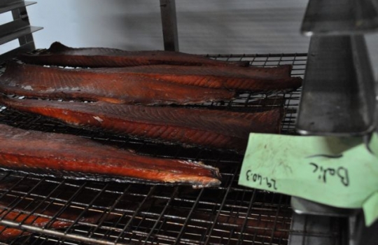 Galleria fotografica






Scozia, regione di Argyle, sud-ovest del Paese








Loch Fyne è il fiordo più noto di Argyle e anche il più lungo del Paese. Loch in gaelico significa "lago", fyne "fiordo"








Nei dintorni, colline dolci, larici, pini e abeti








Al largo si scorgono delle gabbie di acquacoltura








Disinfettare bene i piedi prima di salire sulla chiatta








Sulla chiatta, verso le gabbie dei salmoni








L’acqua in cui sguazzano i salmoni è pulita, filtrata, ricca di sali minerali








Ecco la gabbia: sono una decina in tutto, di larghezza variabile, profonde fino a 28 metri








Nuotano in circolo 30mila salmoni per gabbia. Ogni esemplare ha a disposizione 98,5 litri d’acqua per ogni chilo e mezzo di peso, uno dei più elevati del Paese








Ecco il salmone! Sono esemplari nati da uova di salmoni-riproduttori, pescati in mare e mantenuti in cattività nelle avannotterie








Al largo, accanto alle gabbie, c'è anche la base che monitora costantemente i pesci e la distribuzione (automatica) del cibo. Mangime non Ogm selezionato, integrato da proteine di origine vegetale che riducono l’utilizzo di fauna ittica utilizzata per produrre farine di pesce













Raggiunti i 3-4 anni d'età - cioè il peso di 4-6 chili, toccato in circa 8-900 giorni di acquacoltura, dei quali metà passati in acqua dolce e metà in acqua salata, per assecondare il loro istinto naturale - i salmoni vengono pescati e immediatamente riposti nel ghiaccio, accorgimento fondamentale per mantenere rigida la carne








Le lavorazioni successive vengono effettuate entro e non oltre le 15 ore dalla pesca, nel laboratorio di Cairndow, il quartier generale di Loch Fyne a un passo dalle stesse acque in cui nuotano i salmoni








I salmoni sono lavati con la stessa acqua in cui hanno nuotato fino a poco prima








E poi decapitati, spinati e sfilettati a mano


















Del salmone, come del tonno, non si butta via niente








Nel clima necessariamente polare che avvolge le operazioni, il personale di circa 60 persone è quasi interamente composto da donne. «Gli uomini non sono altrettanto precisi nell’affettare», scherzano le impiegate infagottate nelle tute sterili








Quanto lavoro? 40 ore a settimana 








I salmoni sono marinati a secco con sale e zucchero di canna








e poi sono messi nei forni di affumicatura per un intervallo di 12-24 ore, variabile a seconda della temperatura esterna













Trucioli di botte esauste da whisky: è il combustibile dell'affumicatura del salmone










