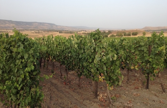 Galleria fotografica






Un'installazione eloquente al primo piano di Casa Puddu. La struttura in cui è inserito il ristorante ospita al primo piano una serie (molto mutevole) di opere d'arte di giovani artisti








La cantina dei vini del S'Apposentu ospita anche un numero notevole di forme di formaggio di varie stagionature (pecorino, soprattutto)








L'orto inserito nel complesso di Casa Puddu. E' il vero regno di Roberto Petza, che troverete molto abbronzato non certo perché se ne va al mare: trascorre ore a curare ortaggi e germogli da lui stesso piantati








Casa Puddu dall'esterno. Il complesso, risalente a inizio Novecento e ristrutturato di recente, offre un bell'esempio di liberty sardo (anzi campidanese, anzi della Marmilla) 








Galline razzolano nell'aia ricavata in un fazzoletto di Casa Puddu. Ve le ritroverete nel piatto in forma di brodo o carne (se non ci pensano prima le volpi del circondario, che vengono spesso a far strage di notte)








Gamberi con liquirizia e insalata estiva, entrée fresca e balsamica in carta al S'Apposentu








Zuppa con uova delle nostre galline, crema di patate, cipolle e tartufo scorzone di Nurallao








Ravioli di melanzane affumicate, tartufo scorzone e pecorino, una sintesi di proporzioni calibrate tra contenuto, contenitore e condimento








Maialino brado cotto nel fumo di mirto con salsa alla malvasia e patate affumicate: disossato, passato in padella, messo nel Roner 8 ore e poi ancora passato in padella. Carne molto tenera








Puistéris della cantina sociale Il Nuraghe, un bell'esempio di Semidano del Campidano Doc








Il viticoltore Pietro Lilliu tra le vigne della sua azienda in Marmilla





