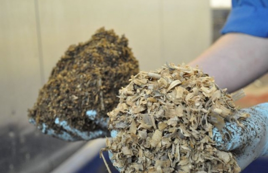 Galleria fotografica






Scozia, regione di Argyle, sud-ovest del Paese








Loch Fyne è il fiordo più noto di Argyle e anche il più lungo del Paese. Loch in gaelico significa "lago", fyne "fiordo"








Nei dintorni, colline dolci, larici, pini e abeti








Al largo si scorgono delle gabbie di acquacoltura








Disinfettare bene i piedi prima di salire sulla chiatta








Sulla chiatta, verso le gabbie dei salmoni








L’acqua in cui sguazzano i salmoni è pulita, filtrata, ricca di sali minerali








Ecco la gabbia: sono una decina in tutto, di larghezza variabile, profonde fino a 28 metri








Nuotano in circolo 30mila salmoni per gabbia. Ogni esemplare ha a disposizione 98,5 litri d’acqua per ogni chilo e mezzo di peso, uno dei più elevati del Paese








Ecco il salmone! Sono esemplari nati da uova di salmoni-riproduttori, pescati in mare e mantenuti in cattività nelle avannotterie








Al largo, accanto alle gabbie, c'è anche la base che monitora costantemente i pesci e la distribuzione (automatica) del cibo. Mangime non Ogm selezionato, integrato da proteine di origine vegetale che riducono l’utilizzo di fauna ittica utilizzata per produrre farine di pesce













Raggiunti i 3-4 anni d'età - cioè il peso di 4-6 chili, toccato in circa 8-900 giorni di acquacoltura, dei quali metà passati in acqua dolce e metà in acqua salata, per assecondare il loro istinto naturale - i salmoni vengono pescati e immediatamente riposti nel ghiaccio, accorgimento fondamentale per mantenere rigida la carne








Le lavorazioni successive vengono effettuate entro e non oltre le 15 ore dalla pesca, nel laboratorio di Cairndow, il quartier generale di Loch Fyne a un passo dalle stesse acque in cui nuotano i salmoni








I salmoni sono lavati con la stessa acqua in cui hanno nuotato fino a poco prima








E poi decapitati, spinati e sfilettati a mano


















Del salmone, come del tonno, non si butta via niente








Nel clima necessariamente polare che avvolge le operazioni, il personale di circa 60 persone è quasi interamente composto da donne. «Gli uomini non sono altrettanto precisi nell’affettare», scherzano le impiegate infagottate nelle tute sterili








Quanto lavoro? 40 ore a settimana 








I salmoni sono marinati a secco con sale e zucchero di canna








e poi sono messi nei forni di affumicatura per un intervallo di 12-24 ore, variabile a seconda della temperatura esterna










