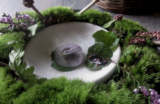 Galleria fotografica






In cammino verso il Noma. Il ristorante è al piano terra del palazzone più a sinistra. Per arrivarci dalla popolare insenatura di Nyhavn (il punto da cui è scattata la foto), occorre fare un bel giro. Ma si notano i lavori per la costruzione di un ponte. Che condurrà dritto all'insegna








Altra prospettiva sul Noma da Nyhavn. Il ristorante galleggia sulla Christianshavn, una delle tante isole artificiali che compongono Copenhagen








Di là del fiume, sulla lunga via che conduce allo spiazzo del Noma








Uno scenario molto tranquillo, di case pastello. Il silenzio è perché vanno tutti in bici













Al massimo si sente rombare qualche scafo








Il vascello davanti al Noma. Oltre a quella danese, sventolano le bandiere di Isole Far Oer e Groenlandia: le loro ambasciate sono nello stesso palazzo del ristorante. Coerenza nordica








Il retro del ristorante. L'80% delle 80 persone che lavorano al Noma viene a lavorare in bici, chef incluso








Dietro al ristorante, un'iscrizione ricorda i passeggeri scomparsi a bordo della danese Hans Hedtoft. Il transatlantico si scontrò il 30 gennaio 1959 contrò un iceberg in Groenlandia. Fu ritrovata solo una cintura di sicurezza
 








L'ingresso del ristorante, al civico 93 di Strandgade








La vista, ingresso alle spalle








Tra l'ingresso e la cucina a vista, spicca un corner di decoro simil-giapponese. A sinistra s'intravede Noma, time and place in Nordic Cuisine, edizioni Phaidon, un testo fondamentale per approfondire tutti i rivoli del Redzepi-mondo. La versione italiana si ordina qui








Una pianta di piccoli agrumi orla la cucina a vista








La porta d'ingresso vista dalla cucina








Le sedie, molto comode, sono anni Sessanta con schienali foderati di pelle di pecora, alcune più morbide di altre








I tavoli sono ampi e senza tovaglie. Attorno prevale il grigio e i colori rustici, sulle travi in legno del soffitto ma anche sulle divise dei ragazzi di sala








La finestra accanto al nostro tavolo








E' lo chef Rene Redzepi a introdurci al pasto: in un vaso di fiori danesi, l'unico pendaglio commestibile è una sorta di carta musica croccante (flatbread) di farina di malto all'aroma di ginepro. Nel piattino in basso, una deliziosa crème fraîche acida per intingerlo








Il flatbread è quello che svetta. "Ma se ci tenete, provate a mangiare anche i fiori", scherza Redzepi. Il cuoco scompare nelle segrete del Noma. Lo ritroveremo solo alla fine del pasto








Tutti i 14 appetizer si mangeranno con le mani. Unica posata, il coltello per tirar su e leccare la crème fraîche da sola (da fare quando tutti gli altri clienti son distratti, però)








Moss and Cep: Muschio di renna con polvere di funghi porcini. E' il corpo bianco, molto saporito ed evanescente, da intingere anch'esso nella crème fraîche
 








Crispy pork skin and black currant: Pelle di maiale croccante e ribes nero, lo strato più esterno. Aspro e croccante








Il ribes nero non ci lascerà prima di molto tempo








Blue mussels and celery: cozze e sedano. Solo due sono quelle buone








La parte inferiore del guscio è commestibile (ancora farina di malto)








Il quinto appetizer è nascosto in una deliziosa scatola di biscotti in latta della tradizione danese (chi non ricorda i Danish butter cookies?)








Cinque tondini, ma solo due "interessanti"








Si chiamano Cheese cookies, rocket and stems, letteralmente Biscotti al formaggio, ruchetta e gambi di erbe aromatiche, un felice snack potenzialmente riproducibile nei nord e nei sud del mondo








Appetizer #6: Potato and duck liver, Patate e fegato d'anatra: le patate croccanti sono in due strati e a mo' di sandwich racchiudono la mousse di fegato. La spolverata è di funghi trombette dei morti, disidratati e polverizzati, una tecnica che troveremo frequentemente








Dried carrot and sorrel, Carote grigliate a fuoco lento per 14 ore, disidratate e servite su polvere di fieno. Si intingono nell'emulsione di acetosella accanto. Un grande piatto perché di inattesa, energica acidità








Ottava entrée: Caramelized milk and cod liver, Biscotto di latte caramellato e fegato di merluzzo, quest'ultimo ghiacciato e pulito. Il secondo dona un aroma molto strong, che domina sul biscotto croccante. Per palati muscolari








Le uova dentro l'uovo








Pickled and smoked quails eggs, Uova di quaglia sbollentate, marinate e affumicate, un classico del Noma. Il tuorlo è completamente liquido








Col Veal fibres and söl, Filamenti di vitello e söl, decimo appetizer, entra in gioco per la prima volta un'alga di mare. E' il söl, appunto, dulse in inglese, Palmaria palmata nella tassonomia scientifica, un'alga rossa incastrata nei filamenti di vitello precedentemente tagliati sottili e poi fritti. Curioso l'impiatto a nido di ingredienti che alla fine incastrano terra e mare








Herb Toast and smoked cod roe, Toast alle erbe e uova di merluzzo affumicato, un'altra grandiosa tapa nordica da far su in due bocconi. Se non ricordiamo male, lo strato superiore è brodo di fegato d'anatra disidratato








Radish, soil and grass, Rapanello, "suolo" ed erba, un altro grande classico del Noma, un paesaggio commestibile di chiara genesi basca-adrianesca, molto replicato negli anni. Carote baby e rapanelli sono interrati in un "suolo" che è una crema di farina di malto con nocciole disidratate. Sotto ancora, uno yogurt di erbe. Finite le verdure, abbiamo chiesto dei cucchiaini per ripulire il suolo








Una foto (di spreadbutter) chiarisce meglio il contenuto del vasetto








Æbleskiver e muikku, penultimo appetizer, di concezione piuttosto recente. Un'antica tradizione dolce danese (Æbleskiver significa "piccoli pezzi di mela" ma la mela qui non c'è) è presentata in versione salata. Code e teste dei muikku, sorta di aringhe baby, sono infilzate in due bigné dall'impasto molto morbido con del ripieno di cetriolo marinato, ben riconoscibile al palato. L'aspetto dispone il cliente alla sfida ma la sua bizzarria visiva si scioglie presto in due bocconi morbidi, eleganti e deliziosi








Ultimo di 14 appetizer: Sorrel leaf and cricket paste, Foglia di acetosella (leggermente piccante) con pasta di grillo. Sì, proprio l'insetto dei prati, qui in consistenza di crema, inserita nel gambo dell'acetosella. Mettendo a fermentare grilli e orzo fermentato, Redzepi ha ottenuto una sorta di garum molto interessante, simile alla soia. Completa il piatto in foto, una granita di nasturzio ghiacciato








E il vino? Non producendo la Danimarca nettari di rilievo, è forse il capitolo meno allettante del Noma. La carta è un trionfo di vini ottenuti in climi freddi: francesi, tedeschi o austriaci soprattutto. Vini di acidità spinta che si combinano bene con le prevalenti acidità dei piatti. Le persone inquadrate nella foto hanno optato per il pairing coi succhi di frutta, quelli sì interessanti e autoctoni: il percorso prevede 7-8 succhi tra cui carote e ginepro, sedano e sedanorapa, cetriolo, eccetera. E i vini italiani? Pochi e tutti rossi, soprattutto di produttori di nebbiolo del Piemonte. "Ma li chiedono solo i norvegesi", ci raccontano








Terminati appetizer e main courses, sbirciamo i lavori in cucina. In primo piano, Samuel Nutter, sous chef inglese








Al centro, riconosciamo Matthew Orlando di San Diego, 35 anni e da 4 e mezzo head chef del Noma. Più tardi ci rivelerà che entro un paio d'anni aprirà il suo ristorante a Copenhagen. "E Renè che ne pensa?", chiediamo. "E' proprio lui a incoraggiarci a metterci in proprio", risponde Orlando. Vero, chiedere anche a Christian Puglisi








Ancora Orlando ci spiegherà che, tra sala, cucina, preparazioni e laboratorio, il Noma arriva a impiegare dall'alba a mezzanotte fino a 80 persone








La cucina prevede 7 comparti: il caldo, il freddo, la pasticceria, gli snack, produzione e mise-en-place, le preparazioni della squadra del mattino e la ricerca (su quest'ultima torneremo più avanti). Gli stagisti scelgono di lavorarci, sapendo di non essere pagati. Redzepi riceve un centinaio di curricula a settimana








Torniamo a tavola e troviamo nuove posate: rami appuntiti di sambuco








Servono a infilzare il primo delle portate "serie", Potato and snails, patate e lumache, servito in due piatti. Il primo è una terrina (rovente) di piccole deliziose patate affumicate e semiaffogate in una salsa al burro dolce e al tavolo spolverate con sale proprio di sambuco. Accanto, piccoli ceppi d'albero affumicati








Accanto, l'altra metà del piatto da infilzare coi bastoncini di sambuco: lumache glassate nel loro succo con burro dolce, olio al prezzemolo ed emulsione di piselli fermentati








Dopo 15 portate arrivano le posate. "Si torna alla civiltà", scherza il ragazzo di sala








...e arriva pure il pane, nascosto in una stoffa soffice con accanto due ciotoline che contengono burro da latte di capra e burro di grasso e crumble di maiale. Colesterolemici, vade retro








Solleviamo la stoffa: il pane è una pagnotta di lievito naturale di grano locale. La crosta è super-fragrante e il cuore molto sofficie e poroso








Cooked fava beans and beach herbs, Fave stufate gentilmente ed "erbe di spiaggia" (che poi sono diversi tipi di alghe di mare). Le fave sono fantastiche nella loro compattezza inaspettatamente dolce








Con la terza portata del ciclo "serio" veniamo ai ragazzi di sala: sono tutti molto professionali ma anche rilassati. Tra i 30 e i 40 anni, molti tatuati, ruotano di continuo al nostro tavolo: una trentina dei piatti sono stati serviti e illustrati da 10 camerieri diversi, molti dei quali cuochi dei livelli più alti della gerarchia. Il ragazzo in foto che ci serve Berries and cucumber, Bacche e cetrioli, si chiama Beau Clugston, è australiano e da poche ore è un nuovo sous-chef del Noma








Ai frutti di bosco e insalata di cetrioli si unisce del succo di camomilla...








...et voilà








Insalata di brown crab (granchi atlantici), tuorlo d'uovo, erbe di campo e il rosso sono le uova del granchio. I ragazzi si raccomandano di fare attenzione perchè potrebbe esserci del carapace o delle chele: la carne del granchio è stata rimossa tutta a mano. Noi ci scontriamo solo con un fresco schiaffo iodato








Accanto alle langoustine, scampi norvegesi, torna l'alga söl, questa volta in forma di emulsione con acqua di ostriche. I puntini rossi sono segale disidratata








Cavolfiore e pino, crema e rafano. Pensi a una capasanta e invece è un trancio di cavolfiore quello che spunta da sotto gli aghi di pino. E' ricavato dalla parte alta dell'ortaggio, arrostito a arricchito con gli aromi di pino, abete, ginepro e rafano. L'orto e il silvestre








Lucioperca con gambi di verdure. Impeccabile ma insolitamente classico nella sua concezione su salsa al burro e capperi. Incuriosisce la disposizione, che lascia intonsa più di metà del piatto. Come a voler lasciar libero il lucioperca di sguazzare di nuovo








Arrivano in tavola nuovi oggetti: olio di fieno e un cronometro. E' l'inizio del gioco di The hen and the egg, La gallina e l'uovo








The hen and the egg #2: attorno a un tegamino rovente su del fieno appena umido, notiamo una chips a spirale di patata e un uovo (d'anatra, ci dicono)








The hen and the egg #3: accanto al tegame, foglie di spinaci, aglio selvatico, germogli e fiori di campo vari








The hen and the egg #4. "Dovete rompere voi l'uovo e cuocerlo", ci spiegano armati di olio di fieno, che spruzzeranno nel tegame prima del nostro esercizio








The hen and the egg #5: son riuscito a non sbrodolare. Il piatto, spiegherà Redzepi poi, "E' un po' un invito sdrammatizzante a cucinare. Sono rimasto sorpreso dal fatto che tanti clienti non hanno mai rotto un uovo. Cerco di mostrare loro che la cucina è in fondo un esercizio molto elementare"








The hen and the egg #6: dopo 120 secondi esatti di cronometro, si uniscono all'uovo le verdure e si rimesta il tutto








The hen and the egg #7: tocco finale, una salsa di acetosella. Il piatto non è memorabile...








...ma il risultato è lo stesso delle 21 portate precedenti: piatto spazzolato The hen and the egg #8








Animelle di vitello, erbe di campo, funghi e sedanorapa. Un gran piatto, ma non esattamente quello che ti aspetti al Noma. Sottigliezze eh








A un passo dai dolci, il brusio in sala si fa più sostenuto. L'alcol e le discussioni sull'incredibile girandola di piatti provati





