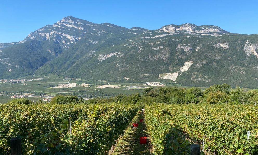 LeVide, il TrentoDoc che si ispira ai boschi e alle montagne