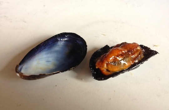 Galleria fotografica






In cammino verso il Noma. Il ristorante è al piano terra del palazzone più a sinistra. Per arrivarci dalla popolare insenatura di Nyhavn (il punto da cui è scattata la foto), occorre fare un bel giro. Ma si notano i lavori per la costruzione di un ponte. Che condurrà dritto all'insegna








Altra prospettiva sul Noma da Nyhavn. Il ristorante galleggia sulla Christianshavn, una delle tante isole artificiali che compongono Copenhagen








Di là del fiume, sulla lunga via che conduce allo spiazzo del Noma








Uno scenario molto tranquillo, di case pastello. Il silenzio è perché vanno tutti in bici













Al massimo si sente rombare qualche scafo








Il vascello davanti al Noma. Oltre a quella danese, sventolano le bandiere di Isole Far Oer e Groenlandia: le loro ambasciate sono nello stesso palazzo del ristorante. Coerenza nordica








Il retro del ristorante. L'80% delle 80 persone che lavorano al Noma viene a lavorare in bici, chef incluso








Dietro al ristorante, un'iscrizione ricorda i passeggeri scomparsi a bordo della danese Hans Hedtoft. Il transatlantico si scontrò il 30 gennaio 1959 contrò un iceberg in Groenlandia. Fu ritrovata solo una cintura di sicurezza
 








L'ingresso del ristorante, al civico 93 di Strandgade








La vista, ingresso alle spalle








Tra l'ingresso e la cucina a vista, spicca un corner di decoro simil-giapponese. A sinistra s'intravede Noma, time and place in Nordic Cuisine, edizioni Phaidon, un testo fondamentale per approfondire tutti i rivoli del Redzepi-mondo. La versione italiana si ordina qui








Una pianta di piccoli agrumi orla la cucina a vista








La porta d'ingresso vista dalla cucina








Le sedie, molto comode, sono anni Sessanta con schienali foderati di pelle di pecora, alcune più morbide di altre








I tavoli sono ampi e senza tovaglie. Attorno prevale il grigio e i colori rustici, sulle travi in legno del soffitto ma anche sulle divise dei ragazzi di sala








La finestra accanto al nostro tavolo








E' lo chef Rene Redzepi a introdurci al pasto: in un vaso di fiori danesi, l'unico pendaglio commestibile è una sorta di carta musica croccante (flatbread) di farina di malto all'aroma di ginepro. Nel piattino in basso, una deliziosa crème fraîche acida per intingerlo








Il flatbread è quello che svetta. "Ma se ci tenete, provate a mangiare anche i fiori", scherza Redzepi. Il cuoco scompare nelle segrete del Noma. Lo ritroveremo solo alla fine del pasto








Tutti i 14 appetizer si mangeranno con le mani. Unica posata, il coltello per tirar su e leccare la crème fraîche da sola (da fare quando tutti gli altri clienti son distratti, però)








Moss and Cep: Muschio di renna con polvere di funghi porcini. E' il corpo bianco, molto saporito ed evanescente, da intingere anch'esso nella crème fraîche
 








Crispy pork skin and black currant: Pelle di maiale croccante e ribes nero, lo strato più esterno. Aspro e croccante








Il ribes nero non ci lascerà prima di molto tempo








Blue mussels and celery: cozze e sedano. Solo due sono quelle buone





