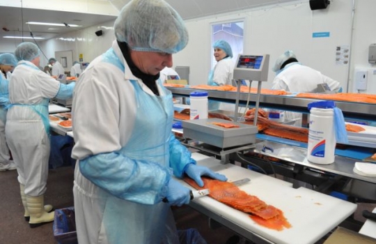 Galleria fotografica






Scozia, regione di Argyle, sud-ovest del Paese








Loch Fyne è il fiordo più noto di Argyle e anche il più lungo del Paese. Loch in gaelico significa "lago", fyne "fiordo"








Nei dintorni, colline dolci, larici, pini e abeti








Al largo si scorgono delle gabbie di acquacoltura








Disinfettare bene i piedi prima di salire sulla chiatta








Sulla chiatta, verso le gabbie dei salmoni








L’acqua in cui sguazzano i salmoni è pulita, filtrata, ricca di sali minerali








Ecco la gabbia: sono una decina in tutto, di larghezza variabile, profonde fino a 28 metri








Nuotano in circolo 30mila salmoni per gabbia. Ogni esemplare ha a disposizione 98,5 litri d’acqua per ogni chilo e mezzo di peso, uno dei più elevati del Paese








Ecco il salmone! Sono esemplari nati da uova di salmoni-riproduttori, pescati in mare e mantenuti in cattività nelle avannotterie








Al largo, accanto alle gabbie, c'è anche la base che monitora costantemente i pesci e la distribuzione (automatica) del cibo. Mangime non Ogm selezionato, integrato da proteine di origine vegetale che riducono l’utilizzo di fauna ittica utilizzata per produrre farine di pesce













Raggiunti i 3-4 anni d'età - cioè il peso di 4-6 chili, toccato in circa 8-900 giorni di acquacoltura, dei quali metà passati in acqua dolce e metà in acqua salata, per assecondare il loro istinto naturale - i salmoni vengono pescati e immediatamente riposti nel ghiaccio, accorgimento fondamentale per mantenere rigida la carne








Le lavorazioni successive vengono effettuate entro e non oltre le 15 ore dalla pesca, nel laboratorio di Cairndow, il quartier generale di Loch Fyne a un passo dalle stesse acque in cui nuotano i salmoni








I salmoni sono lavati con la stessa acqua in cui hanno nuotato fino a poco prima








E poi decapitati, spinati e sfilettati a mano


















Del salmone, come del tonno, non si butta via niente








Nel clima necessariamente polare che avvolge le operazioni, il personale di circa 60 persone è quasi interamente composto da donne. «Gli uomini non sono altrettanto precisi nell’affettare», scherzano le impiegate infagottate nelle tute sterili






