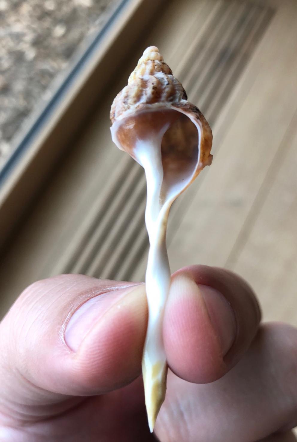 Photogallery






Noma 2.0 is in Christianshavn, the same neighbourhood as the first Noma. They’re 1.5 km apart, a 15 minutes’ walk. This picture shows the distance: to the right, there’s the warehouse of the old location (in Strandgade 93), to the left the smokestacks of Amager Bakke, the futuristic incinerator below which stands the new Noma (in Refshalevej 96)









Weather permitting, you can have a peaceful walk between the previous Noma to today’s Noma 









The new Noma is on an isthmus surrounded by canals. In the future they also want to reclaim some small parts for hydroponic farming









Bucolic scene with incinerator









Bikes left outside Noma. It’s the favourite means of transport among employees and interns









The long path taking you to the restaurant. The fence on the left shows how works are still in progress









On the two sides of the path there are the two new sections of the "Noma village", each with its specialty: grill, hot dishes, snacks, fermentations... In one month’s time, behind the fence we’ll have greenhouses, the test kitchen and the bread making area









To the left, before arriving at the restaurant, the future test kitchen. This will be run by Danish Mette Søberg with Riccardo Canella. "My first challenge?", reveals the latter, for a long time sous chef here, "is to work on the extraction of essential oils" 









The future Test Kitchen









The temporary gangway to the restaurant









Looking from the door to the restaurant, there’s a lake and the smokestacks puffing vapour from the Amager Bakke incinerator. It’s a futuristic project, both in terms of sustainability and architecture. It’s also known as Amager Slope or Copenhill, and its author is starchitect Bjarke Ingels, the same who designed the new Noma. Gradually opened in 2017, it transforms waste into electricity. The goal is to donate electricity to 62500 houses and hot water to 160000. It’s part of an ambitious project to transform Copenhagen into the first city in the world in terms of zero carbon dioxide emissions by 2025. By autumn this year, Amager Slope should open its ski slope, a climbing wall and a hiking track. You’ll be able to slalom on top of the incinerator









The windows from the dining room









Work is still in progress (photo taken on Thursday 22nd February 2018)









Traces of the old building, with barbwire. During WWII, they built bombs here









A view of the dining room at night (photo from Instagram/James Spreadbury)









The entrance to the restaurant









The usual ritual: a welcome from the entire staff, led by Rene Redzepi 









Behind the entrance, there are formaldehyde tanks with creatures from the abyss, shaped as in Damien Hirst’s works. The first image once you’re inside is to reproduce a Scandinavian village









The service kitchen is larger, more spacious and a completely open view from the dining room: "It’s the heart of our Scandinavian village", says Canella. There are 30 cooks working here now. 10 more, compared to the previous Noma









Large skylights above the cooks









There are currently more than 100 people working at Noma, of whom 63 are cooks - 26 employed, and 37 as interns









There’s fire in the kitchen, for the first time









On average, the dining room can host 40 people. "However", complains Redzepi, "there’s always someone who turns up with more people than the ones booked"









While the dining room is set, the outside space still need to be defined









The staff made the dining room decorations. There are no overly expensive designer objects









Dried fish









Seaweeds hanging from the ceiling









Dried octopus heads preserved in salt (with a balloon inside)














Bjarke Ingels and Redzepi’s plan included the wish to recreate a Danish farm









The luminous private dining room









The counter in the dining room. They drew the beams from the canals around the restaurant














The mise en place, bare and strictly without tablecloths









Water jug, candle, flower vase









A warm cloth, to begin with









Australian James Spreadbury, restaurant manager and partner at Noma









Welcome drink: Champagne extra brut Blanc d'Argile from Domaine Vouette et Sorbée









Sea Snail broth. The welcome dish at Noma is, as usual, a hot “soup”









Stefano Ferrano, from Torino, presents the following dish. There’s always a large Italian colony at Noma









Venus clams. Molluscs from Limfjord (Denmark) mixed with decorative clams, typical of Noma. Beside them, shells with blackcurrant oil and “Danish curry”, made with toasted coriander seeds, fennel and fennel seeds









The lid above the following dish. The mussels are not edible









Best of the mussel. Mussels open in a pan with water of fermented barley. «We recreate the mussel», says Canella, «using just the flaps, the best part». The paste is made with scraps from the mussel, cooked in smoked butter









The next dish is conceived and served by Riccardo Canella, the Paduan sous chef who conquered Redzepi, here with dining room intern Feline Hansen









Dried fruits and shrimps. In this case, the heads are not a decoration, but you must suck them –best not eat them because of the bones: they’re filled with a lovely prawn cream. The small crustaceans are still alive when they arrive on a ship straight from the Norwegian fjords









Inside, under the prawn broth skin, there’s fruits and vegetable preserved from the previous summer with raw prawns and gooseberry sauce with blackcurrant oil









How about beverages? There are three options, as usual: wine pairing (6 glasses plus a beer plus sake, 150 euros), juice pairing (juices and extracts, 110 euros) or a choice from the list. They recommend Champagne Chut... Libre from Val'Frison pour Dominique Derain, 50% Pinot Noir, 50% Chardonnay created by a couple who met at the old Noma. Well bodied, it will be a good match throughout the meal









As usual, the wine list starts with Champagne: the cheapest is 1400 crowns (190 euros)









White wines begin with labels from cold climates: first Austria, increasingly popular for its natural wines, then Germany, then all the others









How about Italy? Few names, among the white wines, from North and South









A dozen red/orange wines









Sea star, that is to say Cured trout roe and eggs, the emblem dish of this new era. They recommend moving the teaspoon from the heart to the edges of the tentacles. Aesthetics win over taste









Jellyfish. The jellyfish gel in the middle is in fact a clarified broth of calamari and recalls the texture of jellyfish. "We tried to cook jellyfish in 300 different ways but none was convincing so far". All around, pickled seaweed. The gel is almost tasteless, it serves to clean the palate after the pickles









Rene Redzepi himself presents the content of the first Seafood platter.









French style service with a small plate below for the empty shells









It’s made of two (per two) pieces: queen clam and mahogany clam









The Queen Clam is a very small variety of Norwegian scallop, seasoned with a vegetal reduction made with cucumber and peas miso. The red tip is the coral. "You should eat it using the top shell ", recommends Redzepi









The Mahogany clam is a centennial clam from the North Sea, very popular in Denmark and Iceland. «You can tell the age by the number of rings, like with trees», says Redzepi, «In 2007 they found one that was 450 years old. We’ve had it in the menu for a decade or so». The razor clam shell serves as teaspoon









Inside, there’s obviously not just a bare Mahogany. «We open it when the client arrives», says Canella, «remove the entrails and then slice it so as to preserve its firm texture». It’s seasoned with stir-fried gooseberry, capers of blackcurrants and blackcurrant sprouts preserved in vinegar. The sauce is made with mussel water









A note on the chairs: they’re more minimalistic. They’re no longer covered in sheepskin or leather from other Danish animals, in the style of Noma 1.0. The most significant element is the napkin: if you go to the toilet, they no longer replace it with a new one. There’s the old one, tied to the chair. "This is sustainability", they explain









The second seafood platter. It’s made of Sea cucumber and sour cream in various textures, including «chicharrones» (at 9 o’clock), sea urchins (at 12 and 3) and gigas oyster (at 6)









Sea urchins pressed in fresh cream and pumpkin seeds









Giga Oyster, a huge oyster from the Pacific, quickly steamed and garnished with pickles. Noma only reserved one thousand of these. In the menu until available









The following dish, off the menu, is again from Canella: horse mussel ragout, rare specimen of which 30 arrive at 'Noma each week









They cook the mussel as if it were kidney, in a sort of Bolognese sauce but with ginger. Ginger? "Yes, we’ve decided to include it, as with other spices, after our Mexican experience"









Another Italian presents a dish, Edoardo Fiaschi from Prato, at Noma for 3 years now









Squid in seaweed butter. An almost neglected Danish squid lightly seared in fermented koji oil, rolled and seasoned with seaweed butter and served on sticks of blackcurrant that widen its aromas. Formidable and beautiful









The following dish is inside a nice bee wax container. It’s made with balloons covered multiple times in bee wax. «We spent weeks making them. We’ve made thousands». They’re disposable...









Sea snail and roses. They recommend to: "Eat it keeping the bee wax on your hands "









Sea snail. Another small nibble from the top part of the sea snail, lightly warmed up in water and served on a reduction of lemon thyme






