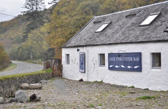 Galleria fotografica






Scozia, regione di Argyle, sud-ovest del Paese








Loch Fyne è il fiordo più noto di Argyle e anche il più lungo del Paese. Loch in gaelico significa "lago", fyne "fiordo"








Nei dintorni, colline dolci, larici, pini e abeti








Al largo si scorgono delle gabbie di acquacoltura








Disinfettare bene i piedi prima di salire sulla chiatta








Sulla chiatta, verso le gabbie dei salmoni








L’acqua in cui sguazzano i salmoni è pulita, filtrata, ricca di sali minerali








Ecco la gabbia: sono una decina in tutto, di larghezza variabile, profonde fino a 28 metri








Nuotano in circolo 30mila salmoni per gabbia. Ogni esemplare ha a disposizione 98,5 litri d’acqua per ogni chilo e mezzo di peso, uno dei più elevati del Paese








Ecco il salmone! Sono esemplari nati da uova di salmoni-riproduttori, pescati in mare e mantenuti in cattività nelle avannotterie








Al largo, accanto alle gabbie, c'è anche la base che monitora costantemente i pesci e la distribuzione (automatica) del cibo. Mangime non Ogm selezionato, integrato da proteine di origine vegetale che riducono l’utilizzo di fauna ittica utilizzata per produrre farine di pesce













Raggiunti i 3-4 anni d'età - cioè il peso di 4-6 chili, toccato in circa 8-900 giorni di acquacoltura, dei quali metà passati in acqua dolce e metà in acqua salata, per assecondare il loro istinto naturale - i salmoni vengono pescati e immediatamente riposti nel ghiaccio, accorgimento fondamentale per mantenere rigida la carne








Le lavorazioni successive vengono effettuate entro e non oltre le 15 ore dalla pesca, nel laboratorio di Cairndow, il quartier generale di Loch Fyne a un passo dalle stesse acque in cui nuotano i salmoni








I salmoni sono lavati con la stessa acqua in cui hanno nuotato fino a poco prima








E poi decapitati, spinati e sfilettati a mano


















Del salmone, come del tonno, non si butta via niente








Nel clima necessariamente polare che avvolge le operazioni, il personale di circa 60 persone è quasi interamente composto da donne. «Gli uomini non sono altrettanto precisi nell’affettare», scherzano le impiegate infagottate nelle tute sterili








Quanto lavoro? 40 ore a settimana 








I salmoni sono marinati a secco con sale e zucchero di canna








e poi sono messi nei forni di affumicatura per un intervallo di 12-24 ore, variabile a seconda della temperatura esterna













Trucioli di botte esauste da whisky: è il combustibile dell'affumicatura del salmone













Il salmone uscirà con sentori affumicati non troppo pronunciati








Manca poco al confezionamento













Tanti i formati previsti. Il più apprezzato in Italia è il Kinglas Fillet, il filettino centrale, "cuore" della spalla, chiamato anche “lingotto” per la forma








Tanti i tagli di salmone fresco e affumicato e numerose marinature, dal whisky al Citrus and Black pepper








In Scozia, si trova praticamente ovunque






