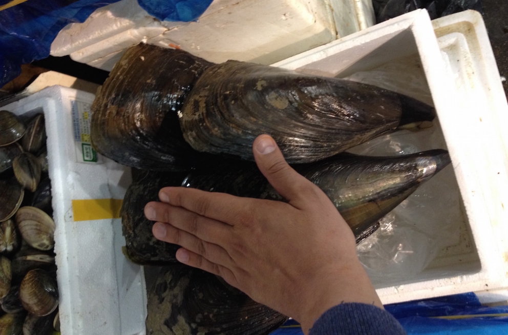 Galleria fotografica






Panoramica dal 32mo piano del Lotte Hotel di Seul. La capitale della Corea del Sud (che i locali pronunciano "sol"), con 10 milioni di abitanti (25 considerando tutta la proncia di Gyeonggi) è tra le città più popolose al mondo








Sfigurata nel Novecento dai Giapponesi (prima parte del secolo) e dalla guerra di Corea (1950-1953), oggi Seul ha un aspetto moderno, piuttosto occidentale








Con decine di milioni di turisti all'anno, Seul è tra le 10 città più visitate al mondo. Nella foto, una delle attrazioni più viste in città: il Dongdaemun Design Plaza, progettato da Zaha Adid e Samoo e completato nel marzo del 2014
 








A passeggio per il quartiere di Myeongdong, molto frequentato anche per l’alta concentrazione di ristoranti








Il viaggio era cominciato bene: tra le opzioni commestibili sui voli di Korean Air c’è proprio una squisita Bibimpap, con tanto di foglietto illustrativo








Bancarelle all’ingresso del mercato Namdaemun, tra i più popolari di Seul. Chiunque può andare e comprare; non occorrono licenze








Namdaemun, trippa a mollo








L’affitto di una bancarella al Namdaemun costa circa 2.000 dollari americani al mese, ma consente un ricavo medio mensile di almeno il doppio





