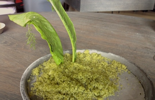 Galleria fotografica






In cammino verso il Noma. Il ristorante è al piano terra del palazzone più a sinistra. Per arrivarci dalla popolare insenatura di Nyhavn (il punto da cui è scattata la foto), occorre fare un bel giro. Ma si notano i lavori per la costruzione di un ponte. Che condurrà dritto all'insegna








Altra prospettiva sul Noma da Nyhavn. Il ristorante galleggia sulla Christianshavn, una delle tante isole artificiali che compongono Copenhagen








Di là del fiume, sulla lunga via che conduce allo spiazzo del Noma








Uno scenario molto tranquillo, di case pastello. Il silenzio è perché vanno tutti in bici













Al massimo si sente rombare qualche scafo








Il vascello davanti al Noma. Oltre a quella danese, sventolano le bandiere di Isole Far Oer e Groenlandia: le loro ambasciate sono nello stesso palazzo del ristorante. Coerenza nordica








Il retro del ristorante. L'80% delle 80 persone che lavorano al Noma viene a lavorare in bici, chef incluso








Dietro al ristorante, un'iscrizione ricorda i passeggeri scomparsi a bordo della danese Hans Hedtoft. Il transatlantico si scontrò il 30 gennaio 1959 contrò un iceberg in Groenlandia. Fu ritrovata solo una cintura di sicurezza
 








L'ingresso del ristorante, al civico 93 di Strandgade








La vista, ingresso alle spalle








Tra l'ingresso e la cucina a vista, spicca un corner di decoro simil-giapponese. A sinistra s'intravede Noma, time and place in Nordic Cuisine, edizioni Phaidon, un testo fondamentale per approfondire tutti i rivoli del Redzepi-mondo. La versione italiana si ordina qui








Una pianta di piccoli agrumi orla la cucina a vista








La porta d'ingresso vista dalla cucina








Le sedie, molto comode, sono anni Sessanta con schienali foderati di pelle di pecora, alcune più morbide di altre








I tavoli sono ampi e senza tovaglie. Attorno prevale il grigio e i colori rustici, sulle travi in legno del soffitto ma anche sulle divise dei ragazzi di sala








La finestra accanto al nostro tavolo








E' lo chef Rene Redzepi a introdurci al pasto: in un vaso di fiori danesi, l'unico pendaglio commestibile è una sorta di carta musica croccante (flatbread) di farina di malto all'aroma di ginepro. Nel piattino in basso, una deliziosa crème fraîche acida per intingerlo








Il flatbread è quello che svetta. "Ma se ci tenete, provate a mangiare anche i fiori", scherza Redzepi. Il cuoco scompare nelle segrete del Noma. Lo ritroveremo solo alla fine del pasto








Tutti i 14 appetizer si mangeranno con le mani. Unica posata, il coltello per tirar su e leccare la crème fraîche da sola (da fare quando tutti gli altri clienti son distratti, però)








Moss and Cep: Muschio di renna con polvere di funghi porcini. E' il corpo bianco, molto saporito ed evanescente, da intingere anch'esso nella crème fraîche
 








Crispy pork skin and black currant: Pelle di maiale croccante e ribes nero, lo strato più esterno. Aspro e croccante








Il ribes nero non ci lascerà prima di molto tempo








Blue mussels and celery: cozze e sedano. Solo due sono quelle buone








La parte inferiore del guscio è commestibile (ancora farina di malto)








Il quinto appetizer è nascosto in una deliziosa scatola di biscotti in latta della tradizione danese (chi non ricorda i Danish butter cookies?)








Cinque tondini, ma solo due "interessanti"








Si chiamano Cheese cookies, rocket and stems, letteralmente Biscotti al formaggio, ruchetta e gambi di erbe aromatiche, un felice snack potenzialmente riproducibile nei nord e nei sud del mondo








Appetizer #6: Potato and duck liver, Patate e fegato d'anatra: le patate croccanti sono in due strati e a mo' di sandwich racchiudono la mousse di fegato. La spolverata è di funghi trombette dei morti, disidratati e polverizzati, una tecnica che troveremo frequentemente








Dried carrot and sorrel, Carote grigliate a fuoco lento per 14 ore, disidratate e servite su polvere di fieno. Si intingono nell'emulsione di acetosella accanto. Un grande piatto perché di inattesa, energica acidità








Ottava entrée: Caramelized milk and cod liver, Biscotto di latte caramellato e fegato di merluzzo, quest'ultimo ghiacciato e pulito. Il secondo dona un aroma molto strong, che domina sul biscotto croccante. Per palati muscolari








Le uova dentro l'uovo








Pickled and smoked quails eggs, Uova di quaglia sbollentate, marinate e affumicate, un classico del Noma. Il tuorlo è completamente liquido








Col Veal fibres and söl, Filamenti di vitello e söl, decimo appetizer, entra in gioco per la prima volta un'alga di mare. E' il söl, appunto, dulse in inglese, Palmaria palmata nella tassonomia scientifica, un'alga rossa incastrata nei filamenti di vitello precedentemente tagliati sottili e poi fritti. Curioso l'impiatto a nido di ingredienti che alla fine incastrano terra e mare








Herb Toast and smoked cod roe, Toast alle erbe e uova di merluzzo affumicato, un'altra grandiosa tapa nordica da far su in due bocconi. Se non ricordiamo male, lo strato superiore è brodo di fegato d'anatra disidratato








Radish, soil and grass, Rapanello, "suolo" ed erba, un altro grande classico del Noma, un paesaggio commestibile di chiara genesi basca-adrianesca, molto replicato negli anni. Carote baby e rapanelli sono interrati in un "suolo" che è una crema di farina di malto con nocciole disidratate. Sotto ancora, uno yogurt di erbe. Finite le verdure, abbiamo chiesto dei cucchiaini per ripulire il suolo








Una foto (di spreadbutter) chiarisce meglio il contenuto del vasetto








Æbleskiver e muikku, penultimo appetizer, di concezione piuttosto recente. Un'antica tradizione dolce danese (Æbleskiver significa "piccoli pezzi di mela" ma la mela qui non c'è) è presentata in versione salata. Code e teste dei muikku, sorta di aringhe baby, sono infilzate in due bigné dall'impasto molto morbido con del ripieno di cetriolo marinato, ben riconoscibile al palato. L'aspetto dispone il cliente alla sfida ma la sua bizzarria visiva si scioglie presto in due bocconi morbidi, eleganti e deliziosi





