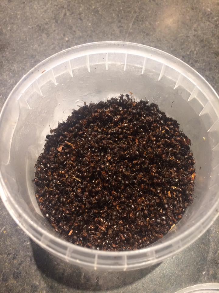 Photogallery






The traditional welcome at Noma: the chefs from the service kitchen greet the guests. In the middle, Italian Riccardo Canella, who will help us describing the last menu in detail (photo gallery by Luca Iaccarino and Gabriele Zanatta)









Warm broth of cloudberries. It’s the last welcome dish at Noma. It’s cold outside but as soon as you sit inside, you get warm thanks to this hot broth made with cloudberries enriched with rhubarb root oil. You dip a bouquet of hay, lemon thyme and mountain pine. Corroborating









Riccardo Canella brings a preview of what will follow









It’s a dish with seafood, including a huge (and alive) king crab, sea urchins and oysters









Apple of the season









Apple of the season. Once you open the shell, many small apple parisienne appear in a juice made with centrifuged, clarified apple scraps, seasoned with verbena and thyme. There’s also a purée of apples fermented in broth. The dish is finished with oxalis flowers, tagete and oil of blackcurrant wood, made by beating the blackcurrant branches with a hammer, so as to extract their essential oils. A very pleasant dish despite its complex idea.

"The first time I saw it ", added Canella, "I was struck because it reminded me of the stuffed apples they used to make at restaurant Bulesca in Selvazzano, Padua, in the early Eighties. Except in that case it was filled with rolls made with granny smith apple and prosciutto from Montagnana" 









Fresh sliced scallop. It’s a scallop taken from the fish tank and shelled a few moments before serving it. It is then sliced, brushed with a reduction of vegetable whipped butter with cucumber centrifuge juice, then reduced, and piso broth (that is to say miso with dehydrated peas).

The technique is the same used for the broth ice-clarification made famous in the Nineties by Heston Blumenthal at Fat Duck: you freeze the broth then hang a table cloth so as to obtain the “pure” part of the liquid. A trick that adds the same satisfying sensation of a meat jus to a vegetable broth. The scallop is finally dipped into a classic mussel broth. An incredible mouthful of seafood and umami









A Winter Platter. Hidden among the leaves, are four edible tastings









He sums up in just one dish 4 snacks that he might would have served separately a few years back. A fun and tasty idea. In detail:

At 6 o’clock: Pear pressed in fermented red gooseberry with fully ripe common sea buckthorn. It’s a rather tart ensemble made sweeter by piso (again miso made with dried peas) seasoned with coriander seeds (supplied by Redzepi’s historic supplier Soren Wiuff). The external thinner leaf is a peel made with chicken broth and beech leaves preserved in vinegar.

10 o'clock: crispy black currant leaf-shaped sandwich, seasoned with yogurt, kombucha, elderberry flowers and red oxalis 

12 o'clock: malt branch with nasturtium leaves, creme fraiche, salt aromatised with pine and ants

4 o'clock: black garlic leaf with salt aromatised with kelp, a Japanese seaweed 









A detail of the malt branch, with well visible ants. At Noma, the study of the aromatic contribution given by formic acid to dishes continues. And even the service acquires elegance: in the past you might have seen ants floating in a few dishes. This is no longer the case






