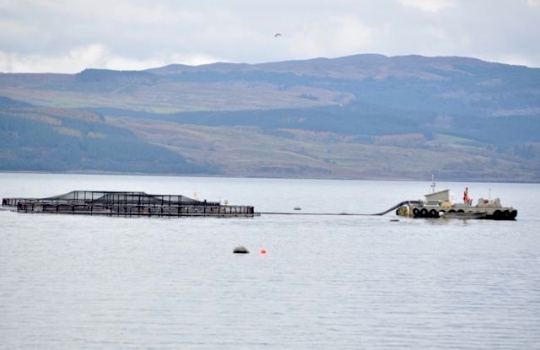 Galleria fotografica






Scozia, regione di Argyle, sud-ovest del Paese








Loch Fyne è il fiordo più noto di Argyle e anche il più lungo del Paese. Loch in gaelico significa "lago", fyne "fiordo"








Nei dintorni, colline dolci, larici, pini e abeti





