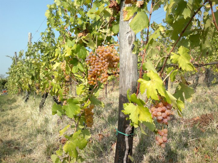 Galleria fotograficaJosko Gravner
Angiolino Maule
Daniele Piccinin
La cantina di Gravner (foto Barsanti)
La serata di presentazione a La Montecchia: Maule, Gravner, Michelon, Hopkins e Piccinin
