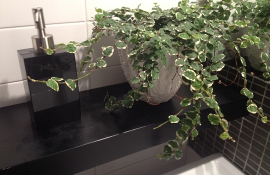 Photogallery






 
Modena’s colonnades, 186 thousand inhabitants and 3 restaurants with at least one Michelin star: Hostaria del Mare (1), Erba del Re (1) and Osteria Francescana (3 stars), our destination
 








Yellow and red tones prevail








The city still bears the signs of the May 2012 earthquake. On May 4th 2013, the day of our visit, a 3.8 magnitude earthquake was registered













By chance, Giuseppe Palmieri, maître and sommelier, appears from the grey door








Palmieri, 38, born in Matera. His first service in Francescana was on September 12th 2000








The old entrance to the restaurant, at number 24 in Via della Stella - as on the opening in 1995. It changed in September 2012: today you enter from number 22. Funnily enough, Google Maps is still set on the old entrance








The present entrance doors








Let’s start








After the latest renovations, the transit areas inside the Osteria appear as a contemporary art gallery








Mario Schifano’s world map








"Tourists", Maurizio Cattelan’s famous pigeons








Underneath the pigeons, Gavin Turk’s “Trashbag”








Three rooms, 12 tables, between 20 to 35 guests. 40% guests are Italian








Every table is illuminated by Davide Groppi’s Sampei lamp: if tables are moved, light follows








Francescana receives 150 reservations every day. But it also suffers from clients not showing up: on average, one table every week is booked but then guests don’t come








Right behind the kitchen, there’s the prêt-à-porter cellar








"In the central cellar, we only keep great vintages and larger bottles of what we consider to be great wines", Beppe Palmieri explains








1,600 wines are listed at Osteria Francescana, with a deep wine list which includes different vintages of the same wine








"A true celebration of wine "








The Ferrari coat, hanging in the cellar: Maranello is only 17 km away from Modena








Jean Todt, Michael Schumacher, Fernando Alonso: Ferrari’s “prancing horse” is at home in Via Stella








Gabrio Bini’s wines, from Pantelleria, a real fetish for Palmieri













Hanging from the ceiling, a nice selection of cured meats from Emilia








Bread made with mother yeast, the premise to a journey which will alternate great classics with very contemporary dishes








Massimo Bottura. Fifty years old last September, he is chef since 1986, the year of Trattoria del Campazzo in Nonantola. His first masters: Lidia Cristoni and Georges Cogny








He’s glowing: a few days ago his restaurant climbed, for the first time, onto the podium of the World's 50Best, a prize that is acquiring an increasing weight and authority. "The thing that makes me the happiest", he says, "is not so much the third place, but the fact that we’ve been in the highest positions for a few years now". True: 13th in 2009, 6th in 2010, 4th in 2011, 5th in 2012, 3rd in 2013








The now famous grey New Balance 993, a real emblem for the chef, friend of Jason Weis, president of the company in Massachusetts. The insole, however, is local: "In Emilia the sector is state-of-the-art", he says








"Are we ready?"








Almond granita with capers, bergamot and coffee cream 
Bottura and Palmieri’s journey across Italy starts from the bottom. And sails off from the Sicilian inland, with a classic granita which in Modena crumbles Adria-style, the wall that divides sweet from savoury, using the picklock of bitterness: Pantelleria capers, wild oregano but also bergamot, a coffee concentrate and vanilla scented salt. To pair with the first part of the meal, Sorriso di Cielo malvasia dei colli piacentini








Mediterranean Macaroon 
Next to the granita, two peculiar macaroons: the first is made with minced anchovies and sardines, the second with oysters and seaweeds. This is a classic scheme in Bottura’scuisine: his ironic turning the order of the dishes, from starter to dessert, upside down, and using popular raw materials instead of ingredients that are emblematic of élite cuisine. «While feet are sinking in the ground, the head is free to move everywhere», is one of his most famous quotes








Tempura of freshwater aulla with carpione ice-cream
Carpione ice-cream on a tempura of freshwater aulla – these fish are similar and slightly bigger than whitebait. The tempura is made by quickly placing the cold batter in boiling oil








Bread and croissants








Grissini








Baccalà Mare Nostrum 
We move up the Tyrrhenian sea to find this salted codfish cooked at low temperature and then seasoned with a touch of Naples and the Amalfi coast, that is to say with an emulsion made with hot oil with tomato vegetal liquid, olives, the zest of Sorrento’s super lemons and some anchovy colatura. These aromas crack with the scented bread on top








40 year old Denis Bretta explains the dishes as if from a book. Once at Restaurant Fini in Modena, for the past year and a half he’s been the manager responsible for the service in the restaurant. But don’t ask Palmieri to explain his role, as he’s abolished all hierarchies: "In our restaurant there are no commis or chef de rang. At a time when titles are so abused, I prefer for us to be all colleagues. All waiters."








How to burn sardines in three days 
Another journey, another horizon, the Adriatic Sea between Romagna and Ancona. A new camouflaged expression: these are not sardines (and they aren’t burnt either) but they are small sea-rock mullet, marinated for 3 days, then seared on one side on a grill, and filled like a sandwich with some (very sweet) scampi cream, and covered with vegetable ashes, aromatic herbs and lemon zest. “I wanted to make fun of the Marche-Romagna habit of grilling everything”, the chef says, “with lemon, garlic and parsley always added later to fix everything”









Rice, between fresh and sea water 
Recalling the Po estuary with freshwater and brackish sensations. The freshwater flavours cover the surface of the oyster which prevails on the river bed. And in the end, catfish, carp, vegetable chlorophyll and carpione win once again








 
A journey to Modena: Adriatic eel, polenta, Campanine apple jelly and saba
Another fluvial odyssey, presented for the first time at Identità Milano in 2011. The Adriatic eel travels across Veneto (with the polenta cream), Mantua (the Campanine apple jelly), the countryside of Modena (with the Saba lacquering, that is to say the mother of Aceto Balsamico) and stops in the centre of Modena (blackened powdered onion, a mimesis of the town’s canals)
 








Normandy
That is to say pre-salè lamb (hanging for 20 days) with an emulsion of oyster water, fresh seaweeds and caviar. On top, a green apple granita that recalls cider. “This is our tribute to Normandy”, Bretta says, “in Modena there are no enchanted beaches or breath-taking mountain tops. From Via Stella you can’t even see the Torre Ghirlandina. What guides us is the persistant strength of ideas, woven into the culture and into memories”








Giovanni Boroni’s Genziana from Trentino. A brilliant idea by Palmieri that acts as a bridge between the two dishes, Normandy (previous picture) and Think Green (next one). This distillate plays an immediate contrast with the sea-character of the first dish: "To me, harmony is what is left after a confrontation", B.P. says. And the confrontation is followed by the thought that spurs from the following match: water is added to the Genziana and the palate surprisingly longs to gulp it all. This is the perfect vehicle for the aromas of the genziana and "gives length" to the minerality of the wild herbs. "This serves to recall water, our true source of richness". Brilliant








Think Green
Vegetal chlorophyll, asparagus tops, pea cream, mushrooms, truffle, flowers, aromatic herbs and Parmigiano Reggiano curd. The idea of this dish came after observing the biological cycle of grazing cows, 4 seasons that sum up all of life. “This is what the cow eats, and what it returns to us, thanks to an extraordinary milk”, Bottura adds








Five ages of Parmigiano Reggiano 
A great classic from 1996, "when the textures in fact were 3", Palmieri points out. Today they are 5: 4 month ageing cream, 30 month demi-soufflè, 36 month mousse, 40 month crispy wafer, on top, “air” of 50 month Parmesan. (photo by Le Saucier)








A compression of pasta and beans 
Another great classic, this is a journey across Bottura’s experiences in the kitchen: Creme royal with pork rind, beans and foie gras (French tradition), rosemary air (the Spanish vanguard) and Parmesan crust (the Emilian essence) used instead of pasta. “This is a dish based on evolution, not revolution. I compressed my grandmother between Alain Ducasse and Ferran Adrià”








Snails under the grapevines 
Snails, aromatic chlorophyll on a bed of wild vegetables and herbs, with mushrooms, truffle and bulbs. After the cow’s life cycle, here comes that of the snail. "Once again, we’re chewing the territory: the best snails slither in the vineyards, among mineral, sapid and acid aromas"








A Frenchman’s dream of making pasta like an Italian 
Or, Ravioli with leeks, foie gras and truffle. We covered this in detail in Identità di Pasta issue number 27








Damijan Podversic’s Ribolla Gialla, a great wine by a wine producer from Gorizia inspired by Josko Gravner. It will support the following dish, without concealing it








A sharp knife is only served now. Another sign of the “allergy” to lengthy chewing that characterises most of contemporary high cuisine








Pigeon hunt 
And over to Bretta: "This is served in a balsamic sauce made with beetroots, which recalls blood. The salad is made with fake leaves, made by cutting out some tubers using some small stamps. These are then compressed in a vacuum with different types of vinegar. The horseradish is grated a few seconds before service, to give some velocity to the pigeon". Irony wins, since "pigeons are not hunted". The bird supplier is Franco Cazzamali from Cremona





