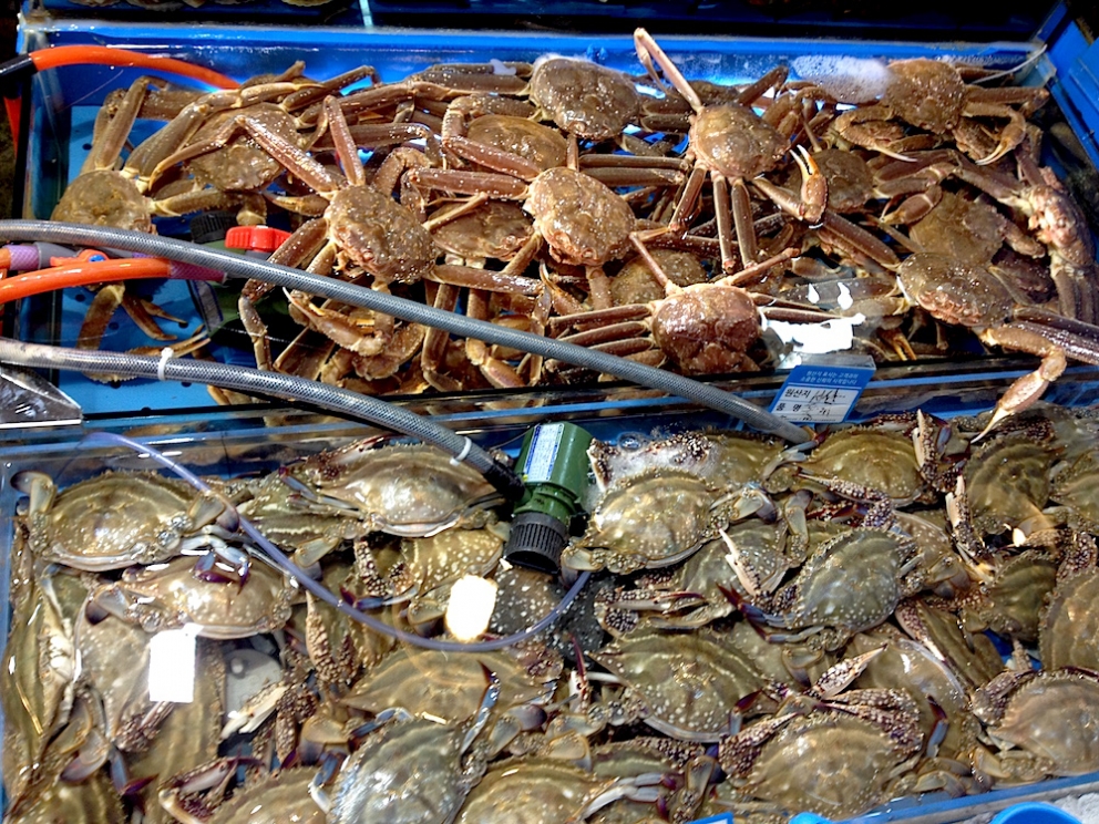 Galleria fotografica






Panoramica dal 32mo piano del Lotte Hotel di Seul. La capitale della Corea del Sud (che i locali pronunciano "sol"), con 10 milioni di abitanti (25 considerando tutta la proncia di Gyeonggi) è tra le città più popolose al mondo








Sfigurata nel Novecento dai Giapponesi (prima parte del secolo) e dalla guerra di Corea (1950-1953), oggi Seul ha un aspetto moderno, piuttosto occidentale








Con decine di milioni di turisti all'anno, Seul è tra le 10 città più visitate al mondo. Nella foto, una delle attrazioni più viste in città: il Dongdaemun Design Plaza, progettato da Zaha Adid e Samoo e completato nel marzo del 2014
 








A passeggio per il quartiere di Myeongdong, molto frequentato anche per l’alta concentrazione di ristoranti








Il viaggio era cominciato bene: tra le opzioni commestibili sui voli di Korean Air c’è proprio una squisita Bibimpap, con tanto di foglietto illustrativo








Bancarelle all’ingresso del mercato Namdaemun, tra i più popolari di Seul. Chiunque può andare e comprare; non occorrono licenze








Namdaemun, trippa a mollo








L’affitto di una bancarella al Namdaemun costa circa 2.000 dollari americani al mese, ma consente un ricavo medio mensile di almeno il doppio








Cozze giganti, molto popolari sulle tavole coreane








I mercati sono sterminati, molto puliti e per nulla caotici








All’interno del mercato, c’è anche un ristorante molto spartano e molto buono. Serve di tutto: hoe (pesce crudo), kimchi (verdure fermentate), guk tang (zuppe), bibimpap…








Baek kimchi: cavolo stufato con rape bianche, pere, prezzemolo coreano. Talvolta è servito anche con le castagne








Scodella di Bibimbap








Uova di quaglia bollite, aglio e edamame








A chiusura del pasto, ecco una bella zuppa fumante (erano le 8 del mattino)








Zuppa di alghe e merluzzo








Mingles, sulla Cheongdam-dong nel quartiere di Gangnam-gu, è l’indirizzo più interessante di cucina coreana contemporanea. L’ha aperto poco più di un anno fa Mingoo Kang, tornato a casa dopo esperienze da Martin Berasategui e da Nobu Bahamas








Mingoo Kang propone un solo menu degustazione da 88.000 won (circa 70 euro). Ognuno dei piatti contiene sempre un elemento fermentato








Mingles esprime un approccio creativo fondato però sulle salse fermentate, pilastro della cucina coreana tradizionale: cho (aceto), gan-jang (salsa di soia), gochu-jang (pasta molto piccante di peperoni rossi, fagioli di soia bolliti e sale), doen-jang (pasta di fagioli di soia), erbe e spezie








Composizione iniziale di amuse bouche. Da sinistra a destra: Polpo, foglia di senape e pasta di aioli fermentata; Gelatina di bacche omija, zuppetta di asparagi bianchi, mirtilli e spuma di aceto nero e Pera arrotolata nella sogliola (salsa di gochu jang marinata nello yuzu), uva e peperoncino








Sandwich di fegato di rana pescatrice in sfoglia di miele su chip di funghi








Insalata di noodle di riso con senape coreana, spuma di tofu, alghe marinate, abalone e aragosta








Torchon di foie gras marinato nel doen jang (pasta di fagioli di soia), vino di prugne dorate corane e kimchi bianco








Branzino al vapore con calamari mignon brasati in cima e alga combu, brodo di alghe, granchio e kimchi bianco








Cracker di alghe e tapioca con polvere di tartufo, uova di salmone, melanzana e purea di mango








Noodle di umami (capelli d’angelo, pasta di alghe e inchiostro di seppia), brodo di pollo e pesce, spuma di lemongrass, ricci di mare, ostriche fritte e gambero








Per dessert, Crème brulee di jang tro, pican di gan-jang, gochu-jang, gelato alla vaniglia e spuma di whisky








La squadra del ristorante Mingles fa festa a fine cena coi colleghi dell’Osteria Francescana. Al centro, Massimo Bottura, presenza illustre del Seoul Gourmet Festival (leggi qui)








Al centro, Vivian Han, patron del ristorante Congdu, uno dei più quotati in città, il posto ideale esperire la doppia anima della cucina coreana, tra la tradizione e una avanguardia moderata. Con lei si riconoscono lo chef Hwan Eui Lee e Chris Kwon, regista di sala (foto David Rosengarten)








The bella veranda del ristorante Congdu, indirizzo 116-1 Deoksu Palace








Spalla di maiale Jeju cotta in bassa temperatura per 48 ore con gimchi invecchiato








Carpaccio di manzo con 3 tipi di salsa di soia stagionata, caviale e insalata di fiori








Il cocktail più noto del Congdu: makgeolli di fagioli neri e ginseng rosso invecchiato 6 anni








AND dining, il ristorante di Jinmo Jang, si trova sulla Hannam-dong, quartiere di Yongsan-gu, quartiere vivace ad alto tasso hispter nella periferia meridionale della città. Si accede al ristorante di fine dining da una porticina, dopo aver passato una caffetteria da colazione








E’ un bancone di soli 8 coperti in tutto, con 3 persone in cucina. Solo menu degustazione da 130.000 won (105 euro circa)








Jinmo Jang, 30 anni, e il suo sous chef ByeongCheol Mun, 21 anni. La cucina di AND parte da una base coreana ma poi spazia in tutto il mondo, con richiami alla Nordic Cuisine e ampie parentesi anche al tecno-emozionale di stampo spagnolo (sifoni, maltodestrine, eccetera)








Amuse bouche: Minisandwich di mela e formaggio di capra, croquette alla carota e arancio, latte di tigre e tuorlo d’uovo al tartufo. Sotto, tartufo al cioccolato e gochujang








Tartare di capasanta con latte di ricci di mare e neve








Sea ("mare"): sabbia edibile di aringhe affumicate, alghe, olio di fagioli fermentati con maltodestrina di tapioca. Il tutto è servito con gamberi al vapore, lumache di mare, vongole, ostriche feremntate e tunicata








Abalone e uova di triglia disidratate








Anatra su salsa di bietole








Peperoncini all’ingresso del Noryangin, l'altro monumentale mercato della città (con wi-fi pubblico)













Tunicata (sea squirt in inglese), mollusco molto popolare in Corea: tolto l’involucro gommoso, si preleva il contenuto e si frigge





