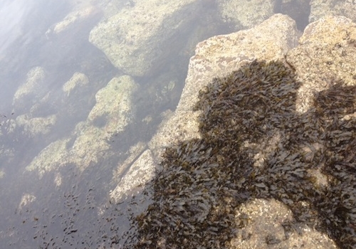 Galleria fotografica






Scozia, regione di Argyle, sud-ovest del Paese








Loch Fyne è il fiordo più noto di Argyle e anche il più lungo del Paese. Loch in gaelico significa "lago", fyne "fiordo"








Nei dintorni, colline dolci, larici, pini e abeti








Al largo si scorgono delle gabbie di acquacoltura








Disinfettare bene i piedi prima di salire sulla chiatta








Sulla chiatta, verso le gabbie dei salmoni





