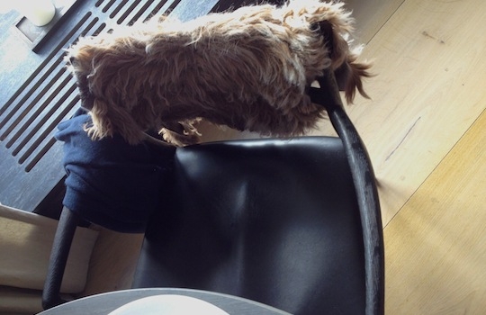 Galleria fotografica






In cammino verso il Noma. Il ristorante è al piano terra del palazzone più a sinistra. Per arrivarci dalla popolare insenatura di Nyhavn (il punto da cui è scattata la foto), occorre fare un bel giro. Ma si notano i lavori per la costruzione di un ponte. Che condurrà dritto all'insegna








Altra prospettiva sul Noma da Nyhavn. Il ristorante galleggia sulla Christianshavn, una delle tante isole artificiali che compongono Copenhagen








Di là del fiume, sulla lunga via che conduce allo spiazzo del Noma








Uno scenario molto tranquillo, di case pastello. Il silenzio è perché vanno tutti in bici













Al massimo si sente rombare qualche scafo








Il vascello davanti al Noma. Oltre a quella danese, sventolano le bandiere di Isole Far Oer e Groenlandia: le loro ambasciate sono nello stesso palazzo del ristorante. Coerenza nordica








Il retro del ristorante. L'80% delle 80 persone che lavorano al Noma viene a lavorare in bici, chef incluso








Dietro al ristorante, un'iscrizione ricorda i passeggeri scomparsi a bordo della danese Hans Hedtoft. Il transatlantico si scontrò il 30 gennaio 1959 contrò un iceberg in Groenlandia. Fu ritrovata solo una cintura di sicurezza
 








L'ingresso del ristorante, al civico 93 di Strandgade








La vista, ingresso alle spalle








Tra l'ingresso e la cucina a vista, spicca un corner di decoro simil-giapponese. A sinistra s'intravede Noma, time and place in Nordic Cuisine, edizioni Phaidon, un testo fondamentale per approfondire tutti i rivoli del Redzepi-mondo. La versione italiana si ordina qui








Una pianta di piccoli agrumi orla la cucina a vista








La porta d'ingresso vista dalla cucina





