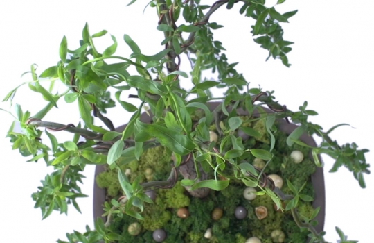 Galleria fotografica






Le prove generali








Prove del primo atto: al centro, il Bonsai di pica-pica


















Comincia la nostra esperienza: occhio all'indirizzo del centro Arts Santa Monica








Fuori staziona il van di Girona con tutto il nécessaire commestibile








Dentro, la targa coi ringraziamenti a tutti coloro che hanno lavorato al progetto








Per arrivare al set dell'opera si attraversa una mostra che proietta in oblò teaser coi motivi anticipatori di quel che troveremo dentro








Un altro teaser








Il set prima delle trasmissioni













Si parte








Una spirale ci introduce al viaggio








Al centro del tavolo, nascosto tra bonsai (un classico rochiano), pica-pica di bon bon rappresentativi di vari paesi: cevice peruviano, guacamole messicano, cous-cous marocchino...








Commensali spiazzati








Il sogno ha inizio: l'atto primo mette in tavola la Luna, sfere di tartufo bianco e nero con distillato terrestre








Intorno, un video di Franc Aleu, le musiche di Luca Francesconi e il tableware di Taller Luesma Vega








La luna








Atto secondo: lo spazio








Piatto dello spazio: aria di fichi di Cap de Creus








C'è un calice diverso per ogni atto: si passa dal cava agli champagne, dall'Armagnac ai Rioja a semplici gocce di distillati, versati anche sulla mano








Intorno, un altro splendido 3D di Franc Aleu, con le musiche di Sergi Caballero, Pedro Alcade








E' l'ofiuco, il tredicesimo segno zodiacale, tema del terzo atto













Atto quarto: Under the Sea, il set  diventa uno scenario sottomarino (vedi video 1)













E a tavola arriva una composizione golosissima di piatti di mare, servita in sculture di Pere Gifre e Dani Molina: vellutata di ricci grigliati, anemoni impanati, parmentier di octopus, marinata di frutti di mare e cirripedi













Tra un atto e l'altro, la voce calma di Josep Roca


















Atto Quinto, il Giardino delle Esperidi, dal sapore orientale: nel piatto, un fiore Mandala con limone, curry, bietole, mango, cocco, finocchio, yogurt, cannella, cardamomo, menta, zenzero, pepe, fiori, carciofi e agnello













Atto Sesto: il Corteggiamento













Motivi Yin Yang ovunque: nelle musiche di Albert Guinovart, nei video di Franc Aleu. E nel piatto dei Roca: Ostriche marinate in sherry Palo Cortado, salsa di ostriche, aglio bianco e nero








Ci si prepara ai fuochi d'artificio del settimo atto. I 12 camerieri si avvertono appena, se non quando illuminati dalle scenografie








Atto sette: i piatti sono creazioni ispirate ai fossili di Roos Van de Velde








Dopo la mela candita, tema dell'ottavo atto, l'opera assume i toni ancora più foschi nel nono, la Guerra: Royale d'oca con gocce di sangue di bietola. Le musiche di Wolfgang Mitterer e le immagini di Franc Aleu si fanno cruente (vedi video 2)








Atto Dieci: Misericordia/Morte








Spuma di patate viola, bon bon di gelato di genziana, midollo di vitello, rabarbaro con caviale e funghi trombette della morte. Attorno, fumi d'incenso di Artemisia








Dopo la Gloria (undicesimo atto, il piatto che respira del video 3) approdiamo rapidi alla chiusura del dodicesimo anno (il Risveglio della primavera)








Tutti vorrebbero ricominciasse





