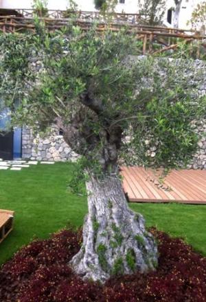 Galleria fotografica






Una foto del Monastero di Santa Rosa, prima della ristrutturazione. Costruito nel 1680, è sospeso a circa 500 metri sul livello del mare di Conca dei Marini, a un passo da Amalfi (Salerno). Prima dell'abbandono è stato gestito dalla famiglia Caterina per 3 generazioni. Nel 2001, l'acquisto dell'ereditiera Bianca Sharma. I lavori di restauro sono durati 11 lunghi anni








La facciata principale del Monastero vista dal terrazzamento della piscina. Le 20 suite, tutte con affaccio su Salerno e sul Cilento fino a Punta Licosa, portano ognuna il nome di un'erba, un fiore o una spezia locale (melissa, viola...). In alta stagione i prezzi oscillano tra i 550 e gli 850 euro a notte per le stanze "standard", fino a 2.950 euro per la Penthouse Suite








La foto non rende bene l'idea delle dimensioni del dirupo. Ma la distanza verticale tra il Monastero e la spiaggia è di 500 metri. La Conca dei Marini porta questo nome perché la stessa "conca" raggiunge una profondità di 800 metri. L'habitat acquatico ideale per diversi pesci da fondale, inclusi totani da 3-4 chili








I lavori sono durati tanto un po' per intoppi burocratici, un po' per regolamentare ogni dettaglio a norma di legge. Un compito piuttosto complicato, considerata la severità delle leggi sulla compatibilità eco-ambientale








La piscina riscaldata e il prolungamento ideale del mar Tirreno alle spalle





