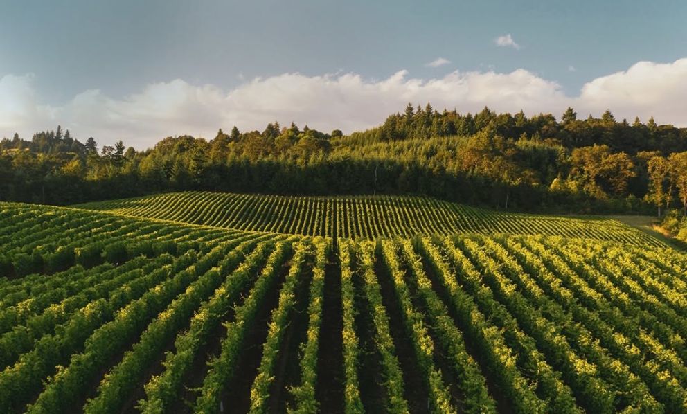 Dalla DOC alle Rive fino a Cartizze: come si legge la piramide qualitativa del Prosecco