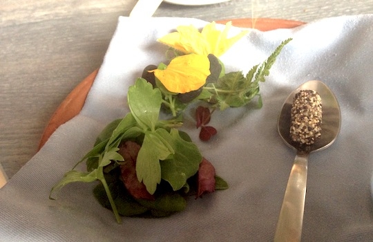 Galleria fotografica






In cammino verso il Noma. Il ristorante è al piano terra del palazzone più a sinistra. Per arrivarci dalla popolare insenatura di Nyhavn (il punto da cui è scattata la foto), occorre fare un bel giro. Ma si notano i lavori per la costruzione di un ponte. Che condurrà dritto all'insegna








Altra prospettiva sul Noma da Nyhavn. Il ristorante galleggia sulla Christianshavn, una delle tante isole artificiali che compongono Copenhagen








Di là del fiume, sulla lunga via che conduce allo spiazzo del Noma








Uno scenario molto tranquillo, di case pastello. Il silenzio è perché vanno tutti in bici













Al massimo si sente rombare qualche scafo








Il vascello davanti al Noma. Oltre a quella danese, sventolano le bandiere di Isole Far Oer e Groenlandia: le loro ambasciate sono nello stesso palazzo del ristorante. Coerenza nordica








Il retro del ristorante. L'80% delle 80 persone che lavorano al Noma viene a lavorare in bici, chef incluso








Dietro al ristorante, un'iscrizione ricorda i passeggeri scomparsi a bordo della danese Hans Hedtoft. Il transatlantico si scontrò il 30 gennaio 1959 contrò un iceberg in Groenlandia. Fu ritrovata solo una cintura di sicurezza
 








L'ingresso del ristorante, al civico 93 di Strandgade








La vista, ingresso alle spalle








Tra l'ingresso e la cucina a vista, spicca un corner di decoro simil-giapponese. A sinistra s'intravede Noma, time and place in Nordic Cuisine, edizioni Phaidon, un testo fondamentale per approfondire tutti i rivoli del Redzepi-mondo. La versione italiana si ordina qui








Una pianta di piccoli agrumi orla la cucina a vista








La porta d'ingresso vista dalla cucina








Le sedie, molto comode, sono anni Sessanta con schienali foderati di pelle di pecora, alcune più morbide di altre








I tavoli sono ampi e senza tovaglie. Attorno prevale il grigio e i colori rustici, sulle travi in legno del soffitto ma anche sulle divise dei ragazzi di sala








La finestra accanto al nostro tavolo








E' lo chef Rene Redzepi a introdurci al pasto: in un vaso di fiori danesi, l'unico pendaglio commestibile è una sorta di carta musica croccante (flatbread) di farina di malto all'aroma di ginepro. Nel piattino in basso, una deliziosa crème fraîche acida per intingerlo








Il flatbread è quello che svetta. "Ma se ci tenete, provate a mangiare anche i fiori", scherza Redzepi. Il cuoco scompare nelle segrete del Noma. Lo ritroveremo solo alla fine del pasto








Tutti i 14 appetizer si mangeranno con le mani. Unica posata, il coltello per tirar su e leccare la crème fraîche da sola (da fare quando tutti gli altri clienti son distratti, però)








Moss and Cep: Muschio di renna con polvere di funghi porcini. E' il corpo bianco, molto saporito ed evanescente, da intingere anch'esso nella crème fraîche
 








Crispy pork skin and black currant: Pelle di maiale croccante e ribes nero, lo strato più esterno. Aspro e croccante








Il ribes nero non ci lascerà prima di molto tempo








Blue mussels and celery: cozze e sedano. Solo due sono quelle buone








La parte inferiore del guscio è commestibile (ancora farina di malto)








Il quinto appetizer è nascosto in una deliziosa scatola di biscotti in latta della tradizione danese (chi non ricorda i Danish butter cookies?)








Cinque tondini, ma solo due "interessanti"








Si chiamano Cheese cookies, rocket and stems, letteralmente Biscotti al formaggio, ruchetta e gambi di erbe aromatiche, un felice snack potenzialmente riproducibile nei nord e nei sud del mondo








Appetizer #6: Potato and duck liver, Patate e fegato d'anatra: le patate croccanti sono in due strati e a mo' di sandwich racchiudono la mousse di fegato. La spolverata è di funghi trombette dei morti, disidratati e polverizzati, una tecnica che troveremo frequentemente








Dried carrot and sorrel, Carote grigliate a fuoco lento per 14 ore, disidratate e servite su polvere di fieno. Si intingono nell'emulsione di acetosella accanto. Un grande piatto perché di inattesa, energica acidità








Ottava entrée: Caramelized milk and cod liver, Biscotto di latte caramellato e fegato di merluzzo, quest'ultimo ghiacciato e pulito. Il secondo dona un aroma molto strong, che domina sul biscotto croccante. Per palati muscolari








Le uova dentro l'uovo








Pickled and smoked quails eggs, Uova di quaglia sbollentate, marinate e affumicate, un classico del Noma. Il tuorlo è completamente liquido








Col Veal fibres and söl, Filamenti di vitello e söl, decimo appetizer, entra in gioco per la prima volta un'alga di mare. E' il söl, appunto, dulse in inglese, Palmaria palmata nella tassonomia scientifica, un'alga rossa incastrata nei filamenti di vitello precedentemente tagliati sottili e poi fritti. Curioso l'impiatto a nido di ingredienti che alla fine incastrano terra e mare








Herb Toast and smoked cod roe, Toast alle erbe e uova di merluzzo affumicato, un'altra grandiosa tapa nordica da far su in due bocconi. Se non ricordiamo male, lo strato superiore è brodo di fegato d'anatra disidratato








Radish, soil and grass, Rapanello, "suolo" ed erba, un altro grande classico del Noma, un paesaggio commestibile di chiara genesi basca-adrianesca, molto replicato negli anni. Carote baby e rapanelli sono interrati in un "suolo" che è una crema di farina di malto con nocciole disidratate. Sotto ancora, uno yogurt di erbe. Finite le verdure, abbiamo chiesto dei cucchiaini per ripulire il suolo








Una foto (di spreadbutter) chiarisce meglio il contenuto del vasetto








Æbleskiver e muikku, penultimo appetizer, di concezione piuttosto recente. Un'antica tradizione dolce danese (Æbleskiver significa "piccoli pezzi di mela" ma la mela qui non c'è) è presentata in versione salata. Code e teste dei muikku, sorta di aringhe baby, sono infilzate in due bigné dall'impasto molto morbido con del ripieno di cetriolo marinato, ben riconoscibile al palato. L'aspetto dispone il cliente alla sfida ma la sua bizzarria visiva si scioglie presto in due bocconi morbidi, eleganti e deliziosi








Ultimo di 14 appetizer: Sorrel leaf and cricket paste, Foglia di acetosella (leggermente piccante) con pasta di grillo. Sì, proprio l'insetto dei prati, qui in consistenza di crema, inserita nel gambo dell'acetosella. Mettendo a fermentare grilli e orzo fermentato, Redzepi ha ottenuto una sorta di garum molto interessante, simile alla soia. Completa il piatto in foto, una granita di nasturzio ghiacciato








E il vino? Non producendo la Danimarca nettari di rilievo, è forse il capitolo meno allettante del Noma. La carta è un trionfo di vini ottenuti in climi freddi: francesi, tedeschi o austriaci soprattutto. Vini di acidità spinta che si combinano bene con le prevalenti acidità dei piatti. Le persone inquadrate nella foto hanno optato per il pairing coi succhi di frutta, quelli sì interessanti e autoctoni: il percorso prevede 7-8 succhi tra cui carote e ginepro, sedano e sedanorapa, cetriolo, eccetera. E i vini italiani? Pochi e tutti rossi, soprattutto di produttori di nebbiolo del Piemonte. "Ma li chiedono solo i norvegesi", ci raccontano








Terminati appetizer e main courses, sbirciamo i lavori in cucina. In primo piano, Samuel Nutter, sous chef inglese








Al centro, riconosciamo Matthew Orlando di San Diego, 35 anni e da 4 e mezzo head chef del Noma. Più tardi ci rivelerà che entro un paio d'anni aprirà il suo ristorante a Copenhagen. "E Renè che ne pensa?", chiediamo. "E' proprio lui a incoraggiarci a metterci in proprio", risponde Orlando. Vero, chiedere anche a Christian Puglisi








Ancora Orlando ci spiegherà che, tra sala, cucina, preparazioni e laboratorio, il Noma arriva a impiegare dall'alba a mezzanotte fino a 80 persone








La cucina prevede 7 comparti: il caldo, il freddo, la pasticceria, gli snack, produzione e mise-en-place, le preparazioni della squadra del mattino e la ricerca (su quest'ultima torneremo più avanti). Gli stagisti scelgono di lavorarci, sapendo di non essere pagati. Redzepi riceve un centinaio di curricula a settimana








Torniamo a tavola e troviamo nuove posate: rami appuntiti di sambuco








Servono a infilzare il primo delle portate "serie", Potato and snails, patate e lumache, servito in due piatti. Il primo è una terrina (rovente) di piccole deliziose patate affumicate e semiaffogate in una salsa al burro dolce e al tavolo spolverate con sale proprio di sambuco. Accanto, piccoli ceppi d'albero affumicati








Accanto, l'altra metà del piatto da infilzare coi bastoncini di sambuco: lumache glassate nel loro succo con burro dolce, olio al prezzemolo ed emulsione di piselli fermentati








Dopo 15 portate arrivano le posate. "Si torna alla civiltà", scherza il ragazzo di sala








...e arriva pure il pane, nascosto in una stoffa soffice con accanto due ciotoline che contengono burro da latte di capra e burro di grasso e crumble di maiale. Colesterolemici, vade retro








Solleviamo la stoffa: il pane è una pagnotta di lievito naturale di grano locale. La crosta è super-fragrante e il cuore molto sofficie e poroso








Cooked fava beans and beach herbs, Fave stufate gentilmente ed "erbe di spiaggia" (che poi sono diversi tipi di alghe di mare). Le fave sono fantastiche nella loro compattezza inaspettatamente dolce








Con la terza portata del ciclo "serio" veniamo ai ragazzi di sala: sono tutti molto professionali ma anche rilassati. Tra i 30 e i 40 anni, molti tatuati, ruotano di continuo al nostro tavolo: una trentina dei piatti sono stati serviti e illustrati da 10 camerieri diversi, molti dei quali cuochi dei livelli più alti della gerarchia. Il ragazzo in foto che ci serve Berries and cucumber, Bacche e cetrioli, si chiama Beau Clugston, è australiano e da poche ore è un nuovo sous-chef del Noma








Ai frutti di bosco e insalata di cetrioli si unisce del succo di camomilla...








...et voilà








Insalata di brown crab (granchi atlantici), tuorlo d'uovo, erbe di campo e il rosso sono le uova del granchio. I ragazzi si raccomandano di fare attenzione perchè potrebbe esserci del carapace o delle chele: la carne del granchio è stata rimossa tutta a mano. Noi ci scontriamo solo con un fresco schiaffo iodato








Accanto alle langoustine, scampi norvegesi, torna l'alga söl, questa volta in forma di emulsione con acqua di ostriche. I puntini rossi sono segale disidratata








Cavolfiore e pino, crema e rafano. Pensi a una capasanta e invece è un trancio di cavolfiore quello che spunta da sotto gli aghi di pino. E' ricavato dalla parte alta dell'ortaggio, arrostito a arricchito con gli aromi di pino, abete, ginepro e rafano. L'orto e il silvestre








Lucioperca con gambi di verdure. Impeccabile ma insolitamente classico nella sua concezione su salsa al burro e capperi. Incuriosisce la disposizione, che lascia intonsa più di metà del piatto. Come a voler lasciar libero il lucioperca di sguazzare di nuovo








Arrivano in tavola nuovi oggetti: olio di fieno e un cronometro. E' l'inizio del gioco di The hen and the egg, La gallina e l'uovo








The hen and the egg #2: attorno a un tegamino rovente su del fieno appena umido, notiamo una chips a spirale di patata e un uovo (d'anatra, ci dicono)





