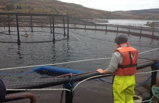 Galleria fotografica






Scozia, regione di Argyle, sud-ovest del Paese








Loch Fyne è il fiordo più noto di Argyle e anche il più lungo del Paese. Loch in gaelico significa "lago", fyne "fiordo"








Nei dintorni, colline dolci, larici, pini e abeti








Al largo si scorgono delle gabbie di acquacoltura








Disinfettare bene i piedi prima di salire sulla chiatta








Sulla chiatta, verso le gabbie dei salmoni








L’acqua in cui sguazzano i salmoni è pulita, filtrata, ricca di sali minerali





