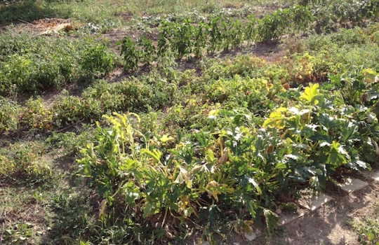 Galleria fotografica






Un'installazione eloquente al primo piano di Casa Puddu. La struttura in cui è inserito il ristorante ospita al primo piano una serie (molto mutevole) di opere d'arte di giovani artisti








La cantina dei vini del S'Apposentu ospita anche un numero notevole di forme di formaggio di varie stagionature (pecorino, soprattutto)





