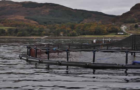 Galleria fotografica






Scozia, regione di Argyle, sud-ovest del Paese








Loch Fyne è il fiordo più noto di Argyle e anche il più lungo del Paese. Loch in gaelico significa "lago", fyne "fiordo"








Nei dintorni, colline dolci, larici, pini e abeti








Al largo si scorgono delle gabbie di acquacoltura








Disinfettare bene i piedi prima di salire sulla chiatta








Sulla chiatta, verso le gabbie dei salmoni








L’acqua in cui sguazzano i salmoni è pulita, filtrata, ricca di sali minerali








Ecco la gabbia: sono una decina in tutto, di larghezza variabile, profonde fino a 28 metri





