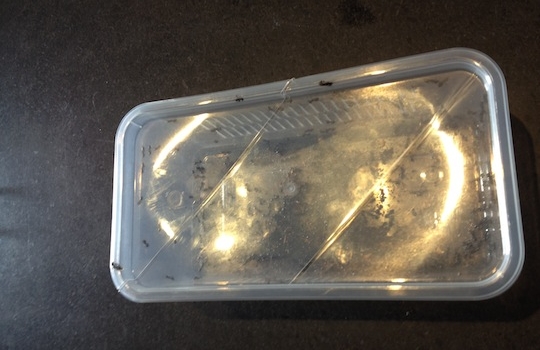 Galleria fotografica






In cammino verso il Noma. Il ristorante è al piano terra del palazzone più a sinistra. Per arrivarci dalla popolare insenatura di Nyhavn (il punto da cui è scattata la foto), occorre fare un bel giro. Ma si notano i lavori per la costruzione di un ponte. Che condurrà dritto all'insegna








Altra prospettiva sul Noma da Nyhavn. Il ristorante galleggia sulla Christianshavn, una delle tante isole artificiali che compongono Copenhagen








Di là del fiume, sulla lunga via che conduce allo spiazzo del Noma








Uno scenario molto tranquillo, di case pastello. Il silenzio è perché vanno tutti in bici













Al massimo si sente rombare qualche scafo








Il vascello davanti al Noma. Oltre a quella danese, sventolano le bandiere di Isole Far Oer e Groenlandia: le loro ambasciate sono nello stesso palazzo del ristorante. Coerenza nordica








Il retro del ristorante. L'80% delle 80 persone che lavorano al Noma viene a lavorare in bici, chef incluso








Dietro al ristorante, un'iscrizione ricorda i passeggeri scomparsi a bordo della danese Hans Hedtoft. Il transatlantico si scontrò il 30 gennaio 1959 contrò un iceberg in Groenlandia. Fu ritrovata solo una cintura di sicurezza
 








L'ingresso del ristorante, al civico 93 di Strandgade








La vista, ingresso alle spalle








Tra l'ingresso e la cucina a vista, spicca un corner di decoro simil-giapponese. A sinistra s'intravede Noma, time and place in Nordic Cuisine, edizioni Phaidon, un testo fondamentale per approfondire tutti i rivoli del Redzepi-mondo. La versione italiana si ordina qui








Una pianta di piccoli agrumi orla la cucina a vista








La porta d'ingresso vista dalla cucina








Le sedie, molto comode, sono anni Sessanta con schienali foderati di pelle di pecora, alcune più morbide di altre








I tavoli sono ampi e senza tovaglie. Attorno prevale il grigio e i colori rustici, sulle travi in legno del soffitto ma anche sulle divise dei ragazzi di sala








La finestra accanto al nostro tavolo








E' lo chef Rene Redzepi a introdurci al pasto: in un vaso di fiori danesi, l'unico pendaglio commestibile è una sorta di carta musica croccante (flatbread) di farina di malto all'aroma di ginepro. Nel piattino in basso, una deliziosa crème fraîche acida per intingerlo








Il flatbread è quello che svetta. "Ma se ci tenete, provate a mangiare anche i fiori", scherza Redzepi. Il cuoco scompare nelle segrete del Noma. Lo ritroveremo solo alla fine del pasto








Tutti i 14 appetizer si mangeranno con le mani. Unica posata, il coltello per tirar su e leccare la crème fraîche da sola (da fare quando tutti gli altri clienti son distratti, però)








Moss and Cep: Muschio di renna con polvere di funghi porcini. E' il corpo bianco, molto saporito ed evanescente, da intingere anch'esso nella crème fraîche
 








Crispy pork skin and black currant: Pelle di maiale croccante e ribes nero, lo strato più esterno. Aspro e croccante








Il ribes nero non ci lascerà prima di molto tempo








Blue mussels and celery: cozze e sedano. Solo due sono quelle buone








La parte inferiore del guscio è commestibile (ancora farina di malto)








Il quinto appetizer è nascosto in una deliziosa scatola di biscotti in latta della tradizione danese (chi non ricorda i Danish butter cookies?)








Cinque tondini, ma solo due "interessanti"








Si chiamano Cheese cookies, rocket and stems, letteralmente Biscotti al formaggio, ruchetta e gambi di erbe aromatiche, un felice snack potenzialmente riproducibile nei nord e nei sud del mondo








Appetizer #6: Potato and duck liver, Patate e fegato d'anatra: le patate croccanti sono in due strati e a mo' di sandwich racchiudono la mousse di fegato. La spolverata è di funghi trombette dei morti, disidratati e polverizzati, una tecnica che troveremo frequentemente








Dried carrot and sorrel, Carote grigliate a fuoco lento per 14 ore, disidratate e servite su polvere di fieno. Si intingono nell'emulsione di acetosella accanto. Un grande piatto perché di inattesa, energica acidità








Ottava entrée: Caramelized milk and cod liver, Biscotto di latte caramellato e fegato di merluzzo, quest'ultimo ghiacciato e pulito. Il secondo dona un aroma molto strong, che domina sul biscotto croccante. Per palati muscolari








Le uova dentro l'uovo








Pickled and smoked quails eggs, Uova di quaglia sbollentate, marinate e affumicate, un classico del Noma. Il tuorlo è completamente liquido








Col Veal fibres and söl, Filamenti di vitello e söl, decimo appetizer, entra in gioco per la prima volta un'alga di mare. E' il söl, appunto, dulse in inglese, Palmaria palmata nella tassonomia scientifica, un'alga rossa incastrata nei filamenti di vitello precedentemente tagliati sottili e poi fritti. Curioso l'impiatto a nido di ingredienti che alla fine incastrano terra e mare








Herb Toast and smoked cod roe, Toast alle erbe e uova di merluzzo affumicato, un'altra grandiosa tapa nordica da far su in due bocconi. Se non ricordiamo male, lo strato superiore è brodo di fegato d'anatra disidratato








Radish, soil and grass, Rapanello, "suolo" ed erba, un altro grande classico del Noma, un paesaggio commestibile di chiara genesi basca-adrianesca, molto replicato negli anni. Carote baby e rapanelli sono interrati in un "suolo" che è una crema di farina di malto con nocciole disidratate. Sotto ancora, uno yogurt di erbe. Finite le verdure, abbiamo chiesto dei cucchiaini per ripulire il suolo








Una foto (di spreadbutter) chiarisce meglio il contenuto del vasetto








Æbleskiver e muikku, penultimo appetizer, di concezione piuttosto recente. Un'antica tradizione dolce danese (Æbleskiver significa "piccoli pezzi di mela" ma la mela qui non c'è) è presentata in versione salata. Code e teste dei muikku, sorta di aringhe baby, sono infilzate in due bigné dall'impasto molto morbido con del ripieno di cetriolo marinato, ben riconoscibile al palato. L'aspetto dispone il cliente alla sfida ma la sua bizzarria visiva si scioglie presto in due bocconi morbidi, eleganti e deliziosi








Ultimo di 14 appetizer: Sorrel leaf and cricket paste, Foglia di acetosella (leggermente piccante) con pasta di grillo. Sì, proprio l'insetto dei prati, qui in consistenza di crema, inserita nel gambo dell'acetosella. Mettendo a fermentare grilli e orzo fermentato, Redzepi ha ottenuto una sorta di garum molto interessante, simile alla soia. Completa il piatto in foto, una granita di nasturzio ghiacciato








E il vino? Non producendo la Danimarca nettari di rilievo, è forse il capitolo meno allettante del Noma. La carta è un trionfo di vini ottenuti in climi freddi: francesi, tedeschi o austriaci soprattutto. Vini di acidità spinta che si combinano bene con le prevalenti acidità dei piatti. Le persone inquadrate nella foto hanno optato per il pairing coi succhi di frutta, quelli sì interessanti e autoctoni: il percorso prevede 7-8 succhi tra cui carote e ginepro, sedano e sedanorapa, cetriolo, eccetera. E i vini italiani? Pochi e tutti rossi, soprattutto di produttori di nebbiolo del Piemonte. "Ma li chiedono solo i norvegesi", ci raccontano








Terminati appetizer e main courses, sbirciamo i lavori in cucina. In primo piano, Samuel Nutter, sous chef inglese








Al centro, riconosciamo Matthew Orlando di San Diego, 35 anni e da 4 e mezzo head chef del Noma. Più tardi ci rivelerà che entro un paio d'anni aprirà il suo ristorante a Copenhagen. "E Renè che ne pensa?", chiediamo. "E' proprio lui a incoraggiarci a metterci in proprio", risponde Orlando. Vero, chiedere anche a Christian Puglisi








Ancora Orlando ci spiegherà che, tra sala, cucina, preparazioni e laboratorio, il Noma arriva a impiegare dall'alba a mezzanotte fino a 80 persone








La cucina prevede 7 comparti: il caldo, il freddo, la pasticceria, gli snack, produzione e mise-en-place, le preparazioni della squadra del mattino e la ricerca (su quest'ultima torneremo più avanti). Gli stagisti scelgono di lavorarci, sapendo di non essere pagati. Redzepi riceve un centinaio di curricula a settimana








Torniamo a tavola e troviamo nuove posate: rami appuntiti di sambuco








Servono a infilzare il primo delle portate "serie", Potato and snails, patate e lumache, servito in due piatti. Il primo è una terrina (rovente) di piccole deliziose patate affumicate e semiaffogate in una salsa al burro dolce e al tavolo spolverate con sale proprio di sambuco. Accanto, piccoli ceppi d'albero affumicati








Accanto, l'altra metà del piatto da infilzare coi bastoncini di sambuco: lumache glassate nel loro succo con burro dolce, olio al prezzemolo ed emulsione di piselli fermentati








Dopo 15 portate arrivano le posate. "Si torna alla civiltà", scherza il ragazzo di sala








...e arriva pure il pane, nascosto in una stoffa soffice con accanto due ciotoline che contengono burro da latte di capra e burro di grasso e crumble di maiale. Colesterolemici, vade retro








Solleviamo la stoffa: il pane è una pagnotta di lievito naturale di grano locale. La crosta è super-fragrante e il cuore molto sofficie e poroso








Cooked fava beans and beach herbs, Fave stufate gentilmente ed "erbe di spiaggia" (che poi sono diversi tipi di alghe di mare). Le fave sono fantastiche nella loro compattezza inaspettatamente dolce








Con la terza portata del ciclo "serio" veniamo ai ragazzi di sala: sono tutti molto professionali ma anche rilassati. Tra i 30 e i 40 anni, molti tatuati, ruotano di continuo al nostro tavolo: una trentina dei piatti sono stati serviti e illustrati da 10 camerieri diversi, molti dei quali cuochi dei livelli più alti della gerarchia. Il ragazzo in foto che ci serve Berries and cucumber, Bacche e cetrioli, si chiama Beau Clugston, è australiano e da poche ore è un nuovo sous-chef del Noma








Ai frutti di bosco e insalata di cetrioli si unisce del succo di camomilla...








...et voilà








Insalata di brown crab (granchi atlantici), tuorlo d'uovo, erbe di campo e il rosso sono le uova del granchio. I ragazzi si raccomandano di fare attenzione perchè potrebbe esserci del carapace o delle chele: la carne del granchio è stata rimossa tutta a mano. Noi ci scontriamo solo con un fresco schiaffo iodato








Accanto alle langoustine, scampi norvegesi, torna l'alga söl, questa volta in forma di emulsione con acqua di ostriche. I puntini rossi sono segale disidratata








Cavolfiore e pino, crema e rafano. Pensi a una capasanta e invece è un trancio di cavolfiore quello che spunta da sotto gli aghi di pino. E' ricavato dalla parte alta dell'ortaggio, arrostito a arricchito con gli aromi di pino, abete, ginepro e rafano. L'orto e il silvestre








Lucioperca con gambi di verdure. Impeccabile ma insolitamente classico nella sua concezione su salsa al burro e capperi. Incuriosisce la disposizione, che lascia intonsa più di metà del piatto. Come a voler lasciar libero il lucioperca di sguazzare di nuovo








Arrivano in tavola nuovi oggetti: olio di fieno e un cronometro. E' l'inizio del gioco di The hen and the egg, La gallina e l'uovo








The hen and the egg #2: attorno a un tegamino rovente su del fieno appena umido, notiamo una chips a spirale di patata e un uovo (d'anatra, ci dicono)








The hen and the egg #3: accanto al tegame, foglie di spinaci, aglio selvatico, germogli e fiori di campo vari








The hen and the egg #4. "Dovete rompere voi l'uovo e cuocerlo", ci spiegano armati di olio di fieno, che spruzzeranno nel tegame prima del nostro esercizio








The hen and the egg #5: son riuscito a non sbrodolare. Il piatto, spiegherà Redzepi poi, "E' un po' un invito sdrammatizzante a cucinare. Sono rimasto sorpreso dal fatto che tanti clienti non hanno mai rotto un uovo. Cerco di mostrare loro che la cucina è in fondo un esercizio molto elementare"








The hen and the egg #6: dopo 120 secondi esatti di cronometro, si uniscono all'uovo le verdure e si rimesta il tutto








The hen and the egg #7: tocco finale, una salsa di acetosella. Il piatto non è memorabile...








...ma il risultato è lo stesso delle 21 portate precedenti: piatto spazzolato The hen and the egg #8








Animelle di vitello, erbe di campo, funghi e sedanorapa. Un gran piatto, ma non esattamente quello che ti aspetti al Noma. Sottigliezze eh








A un passo dai dolci, il brusio in sala si fa più sostenuto. L'alcol e le discussioni sull'incredibile girandola di piatti provati








E il brusio lievita ancora al primo dei due dolci: Blueberries and ants, Mirtilli e formiche (la foto è di garyalanfine, avevo terminato le batterie). Il piatto è duplice: la foto mostra la prima metà, che racchiude una confettura di formiche tra due foglie di nasturzio. Ce la porta al tavolo Rosio Sanchez da Chicago, splendida coordinatrice dei dessert del Noma. E le formiche? Ci torniamo alla fine della gallery








Mirtilli e formiche parte seconda: accanto alle foglie di nasturzio con formiche, arriva un geniale sandwich con gelato di mirtilli (la foto è ancora di garyalanfine)








Ventiquattresimo e ultimo piatto, un "classico" Gammel Dansk, sorta di Jaegermeister danese qui sposato ad acetosella e latte disidratato. Apprezziamo la voglia di non sovraccaricare con ulteriori bombe al cioccolato o altre grasse cremosità che a fine pasto chiederebbero gli straordinari ai succhi gastrici (grazie ancora a garyalanfine)








Dopo oltre 3 ore di degustazione, ci si accomoda tutti nel dehors accanto: in vetrina spiccano grappe di Brunello








Potevano farti mancare lo skyr, il formaggio fermentato acido degli islandesi? Certo che no: agli albori della New Nordic Cuisine venne praticamente brandito da Redzepi come simbolo delle rivoluzione. L'arma per contrastare il dilagare dei formaggi francesi in Danimarca, così come l'olio di colza in vece dell'olio d'oliva








Riordinata la sala per la sera, Kim Sander e Matthew Orlando ci invitano a fare un sopralluogo nei back office del Noma








I ragazzi si divertono ma il lavoro è un massacro: tra il pranzo e la cena ci sono solo 45 minuti di pausa, dalle 17 alle 17.45. "Per questo", spiega Redzepi, "è fondamentale tenere chiuso due giorni, domenica e lunedì. Così stacchiamo da ogni pensiero. 7 su 7 sarebbe controproducente per l'umore di tutti"








Orlando ci mostra il gazebo all'aperto sul retro, dove si griglia e affumica qualsiasi cosa








Al primo piano, un tavolo da 9-15 persone che si aggiunge ai coperti del piano terra. "E' il nostro table's chef' , dice Orlando








Alle pareti, una felice riproduzione caricaturale della cucina di sotto








Nella sala accanto, uno squadrone di giovanissimi è perennemente alle prese con le pre-preparazioni








Tagliare, separare, sgusciare, sminuzzare...








Il terzo ambiente al primo piano è la sala del relax dei ragazzi...








...ma anche quella del grande capo...








...che infatti troviamo defilato ad affettare un mega-cavolo...








...che cavolo non è: "E' un fungo", rivela Renè Redzepi, "un regno che mi affascina tantissimo perché è vasto così", dice disegnando un cerchio molto ampio con le braccia, "mentre noi ne sappiamo tanto così", mima chiudendo pollice e indice. "Purtroppo questa stagione non è propizia per i funghi, troppo secca, ma non dispero"








Ma parliamo di formiche. Redzepì tira fuori un tupperwear brulicante di insetti che vagano rintontiti. "Non è questione di stravaganza o sensazionalismo", spiega, "occorre solo infrangere i nostri tabù, non come esercizio fine a se stesso, ma come esplorazione di tutti i flavour possibili"








"Senti che effluvi naturali di cardamomo escono da qui? Le formiche li rilasciano in modo del tutto naturale per tenere lontani i nemici", spiega





